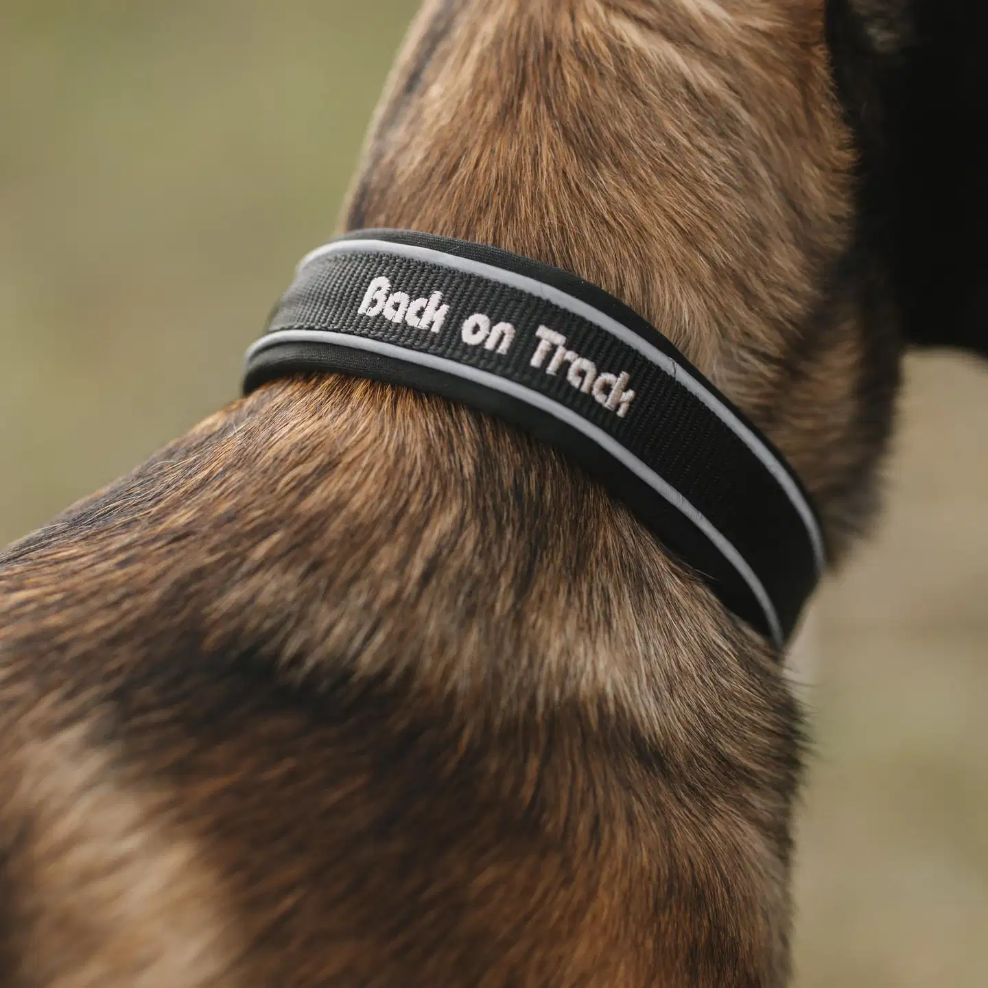 Back on Track Charlie koiran kaulapanta musta 35cm - 2