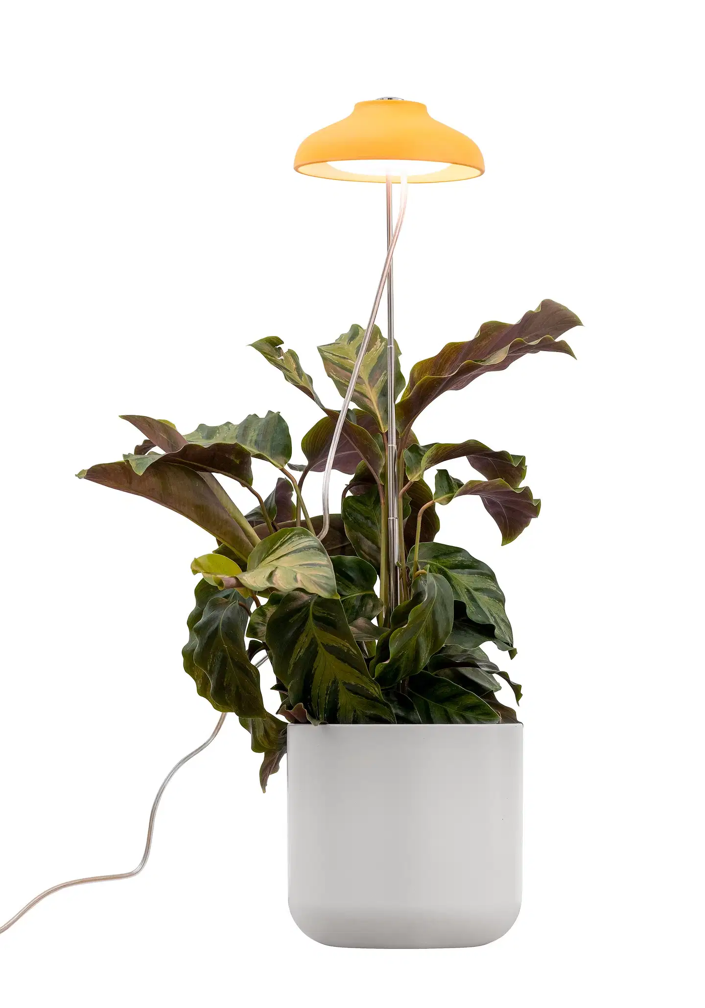 Airam Iris kasvivalo 5W/835 240lm keltainen - 4