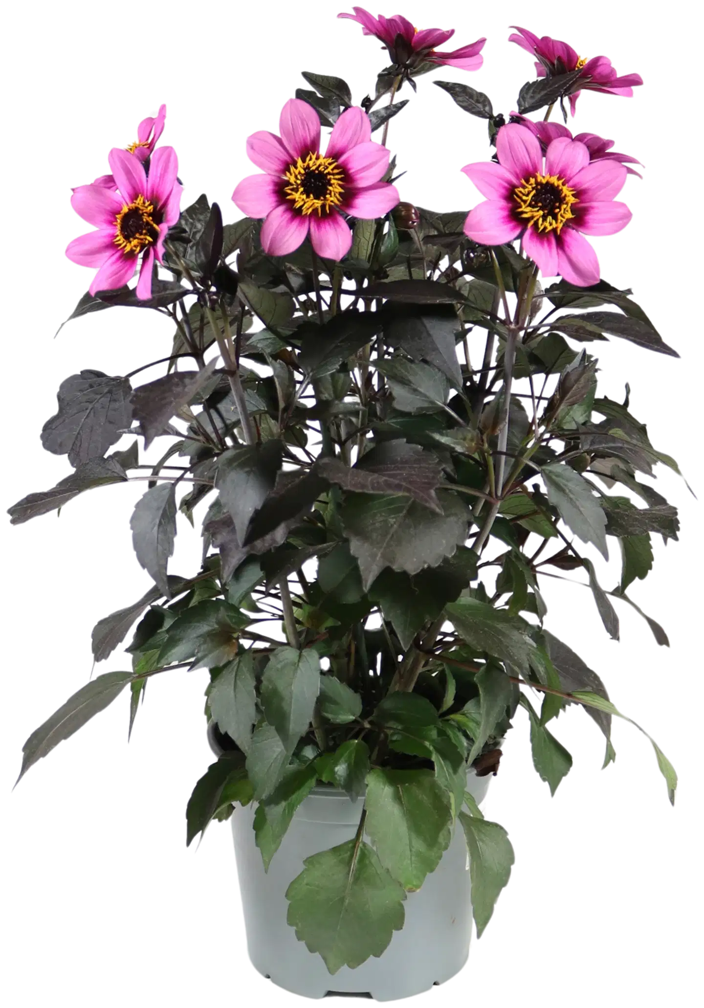 Patio Daalia Happy Days Mix 19 cm - 1