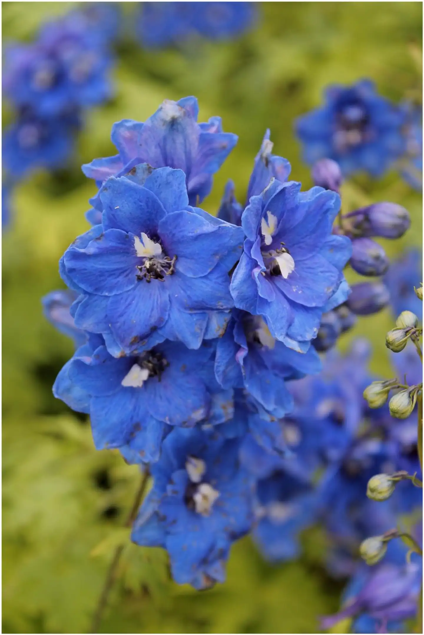 Jaloritarinkannus 'Blue Bird' Delphinium Elatum-ryhmä