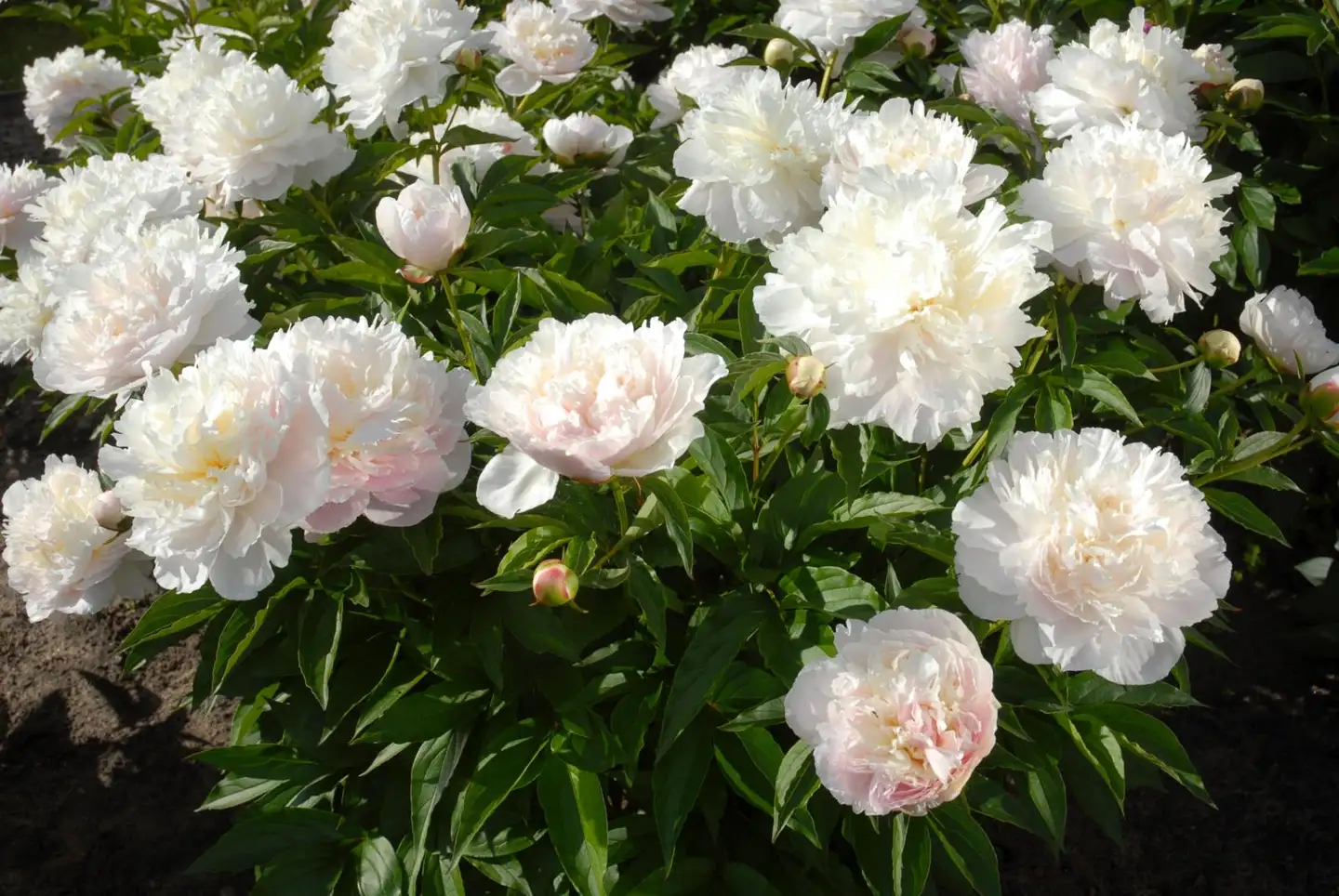 Kiinanpioni 'Shirley Temple' Paeonia lactiflora