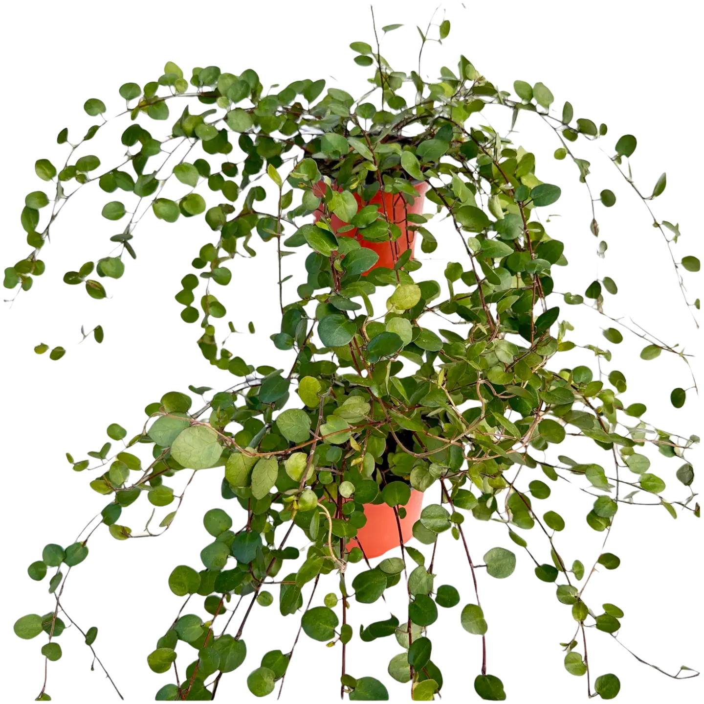 Koristevihreät 13 cm ruukku - 2