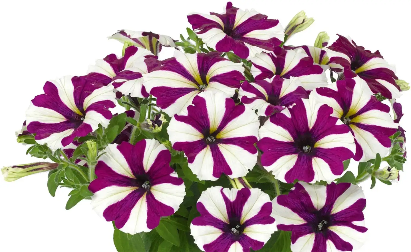 Erikoispetunia-amppeli 23 cm - 5