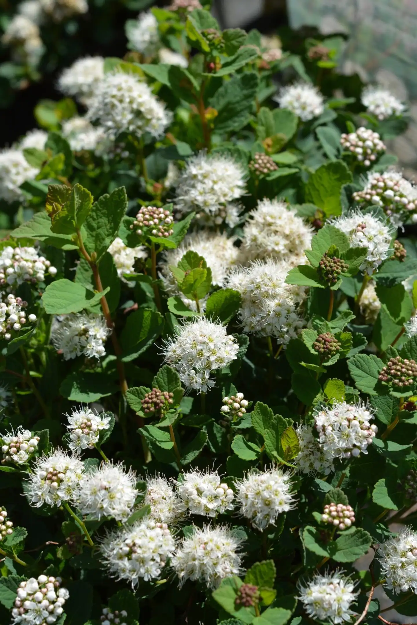 Verhoangervo 'Lumikki' astiataimi 3l ruukussa