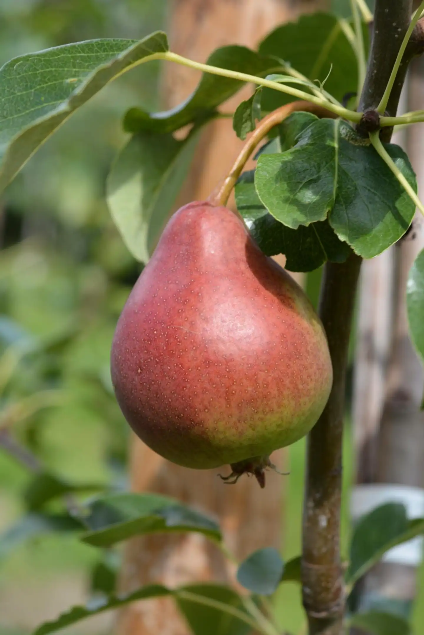 Päärynäpuu 'Narjadnaja Efimova' 1lk 7,5 l astiataimi Pyrus communis 'Narjadnaja Efimova'