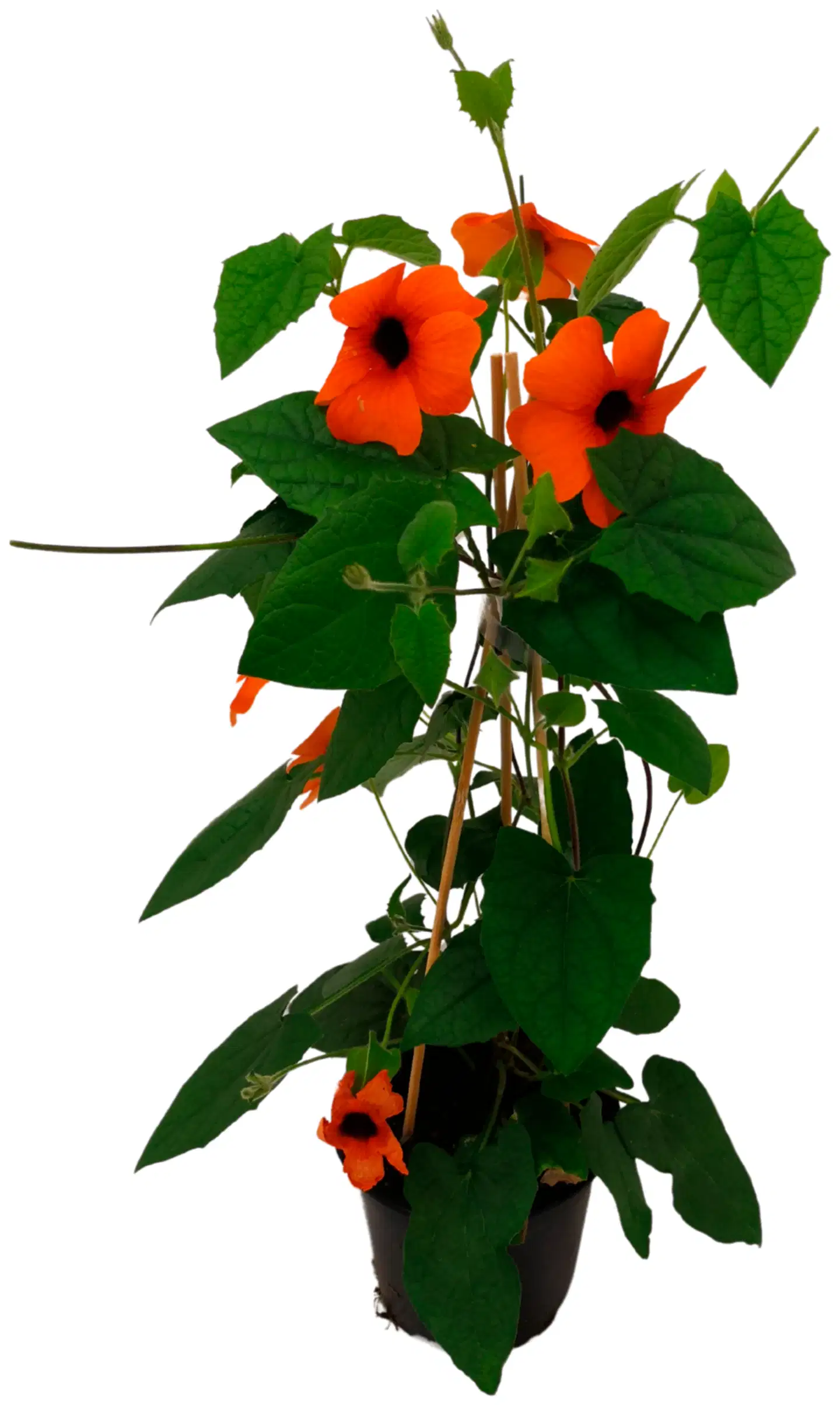 Mustasilmäsusanna pyramidi 19cm