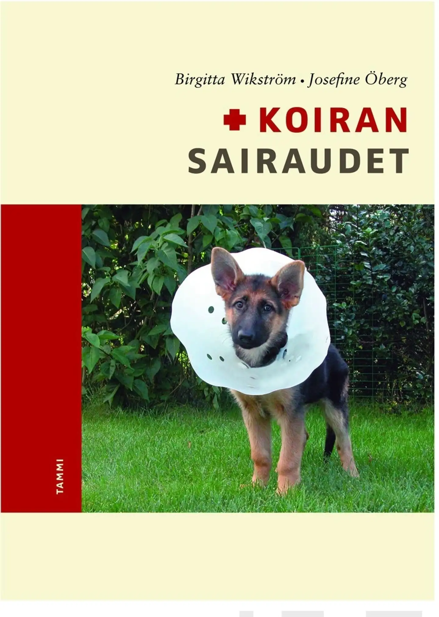 Koiran sairaudet