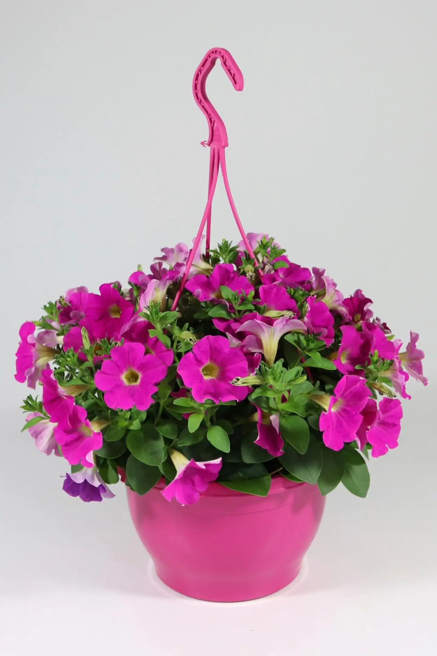 Pink mix amppeli 23 cm - 2