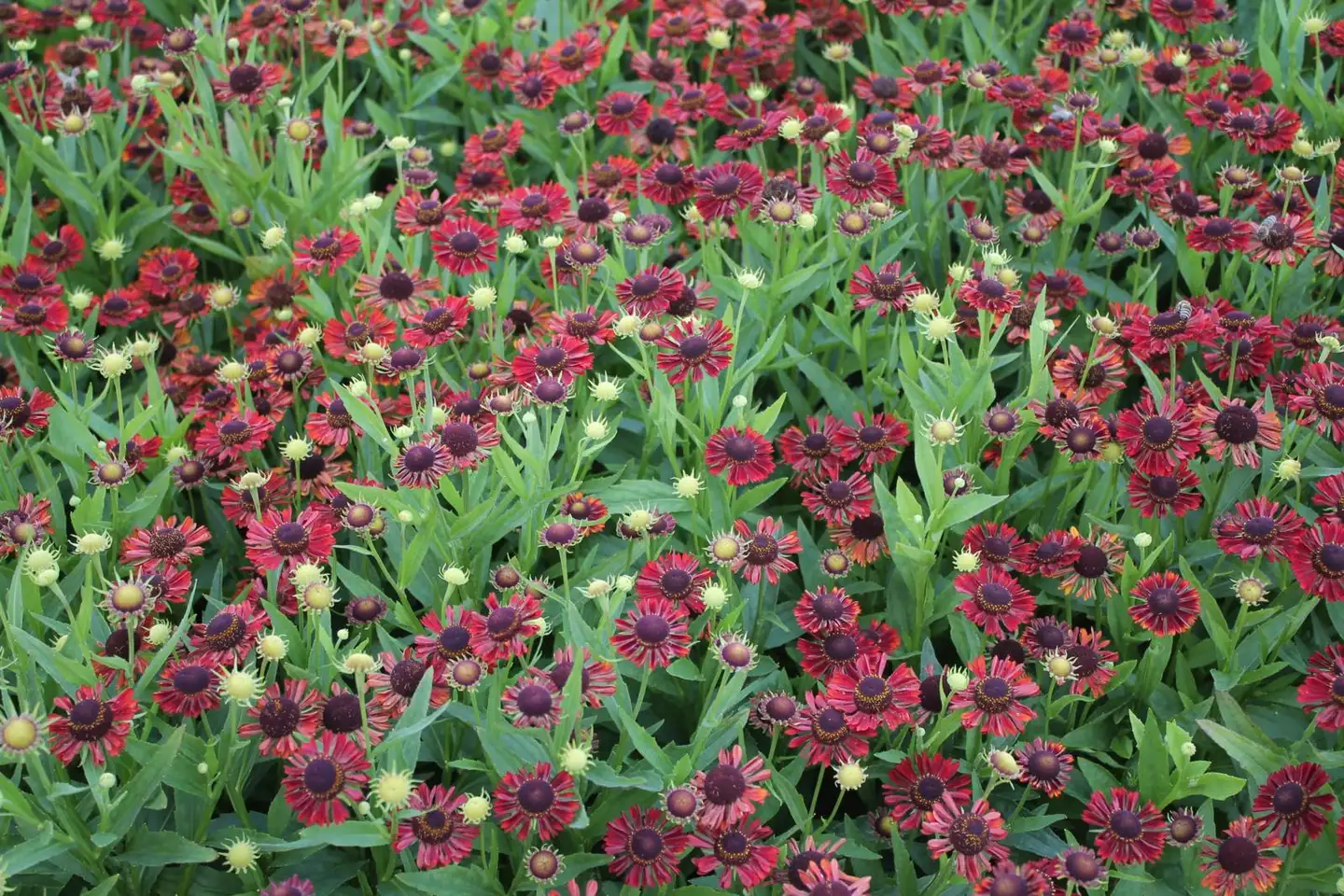 Syyshohdekukka 'Siesta' Helenium