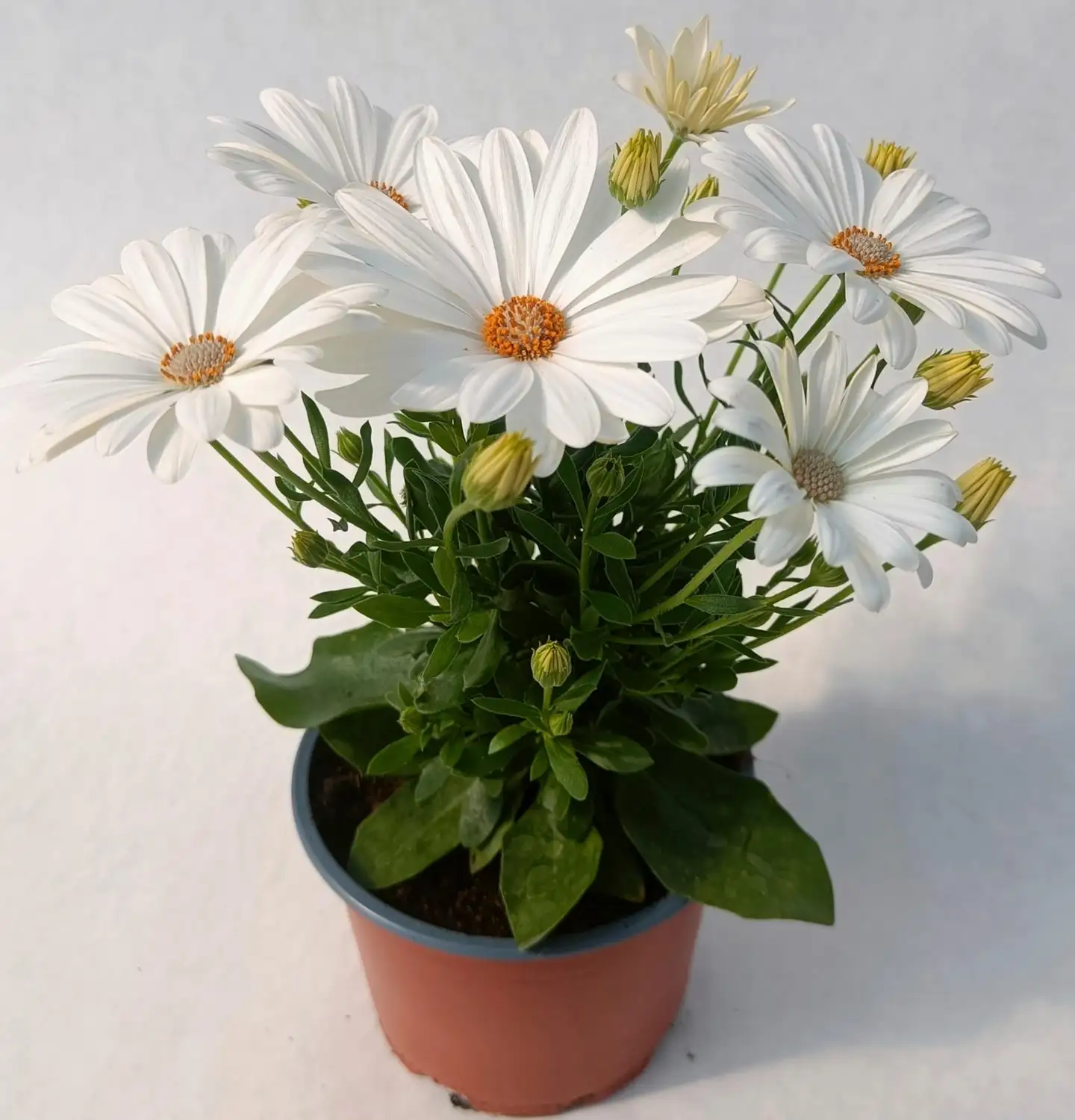 Tähtisilmä 12 cm ruukussa