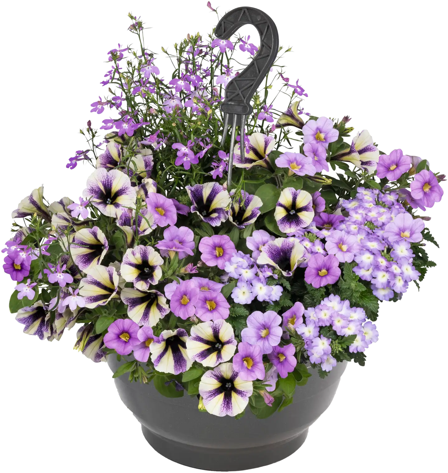 Seka-amppeli 23 cm ruukussa, kolme lajia