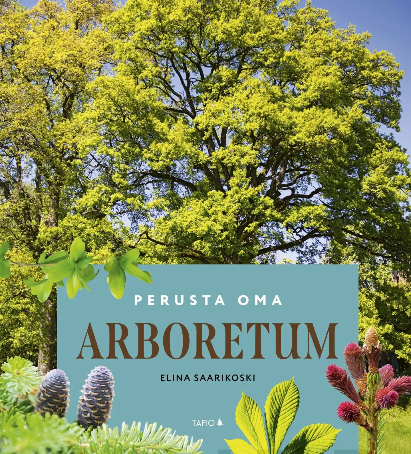 Saarikoski, Perusta oma arboretum