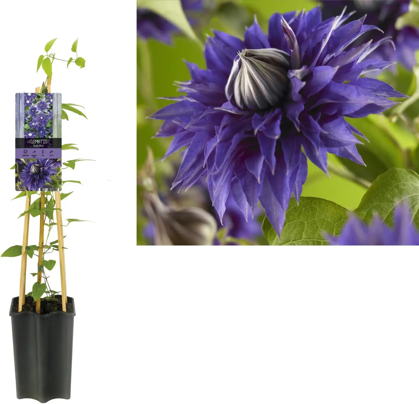 Loistokärhö 'Multi blue' Clematis 'Multi blue', ruukku 14cm