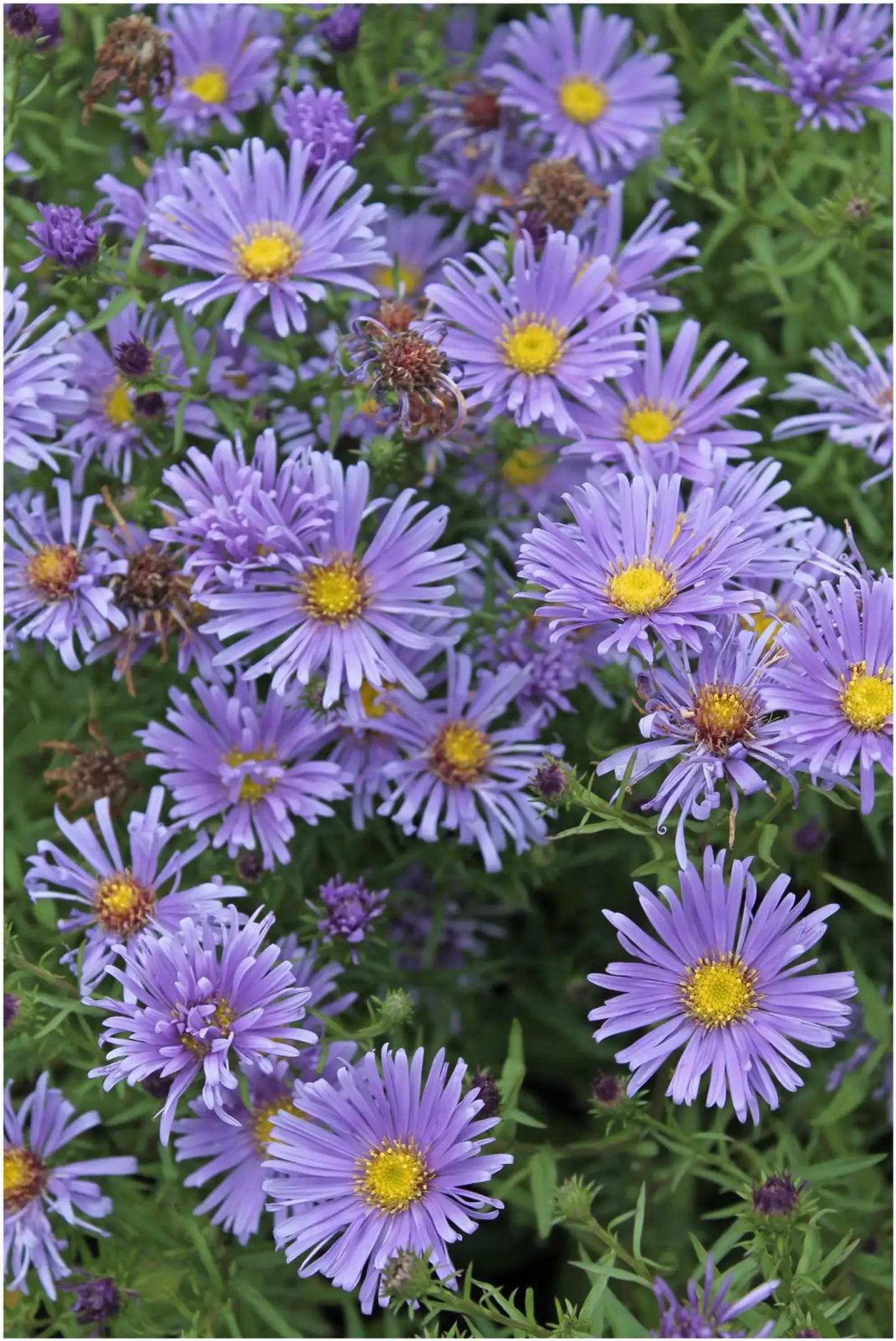 Asteri 'Kesseler' Aster