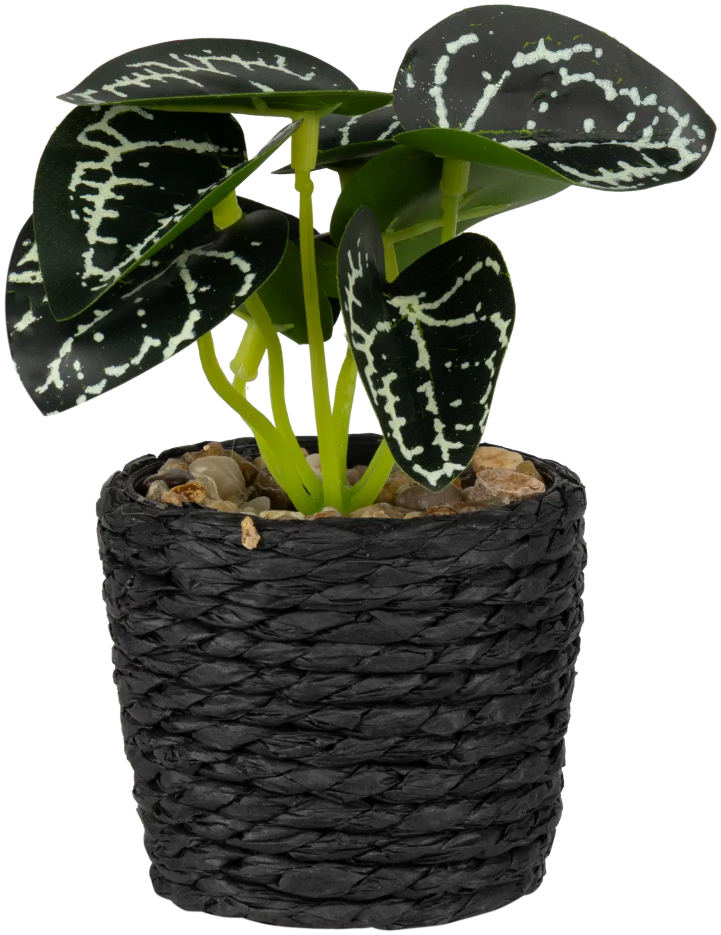 Koristekasvi 6,7x12 cm