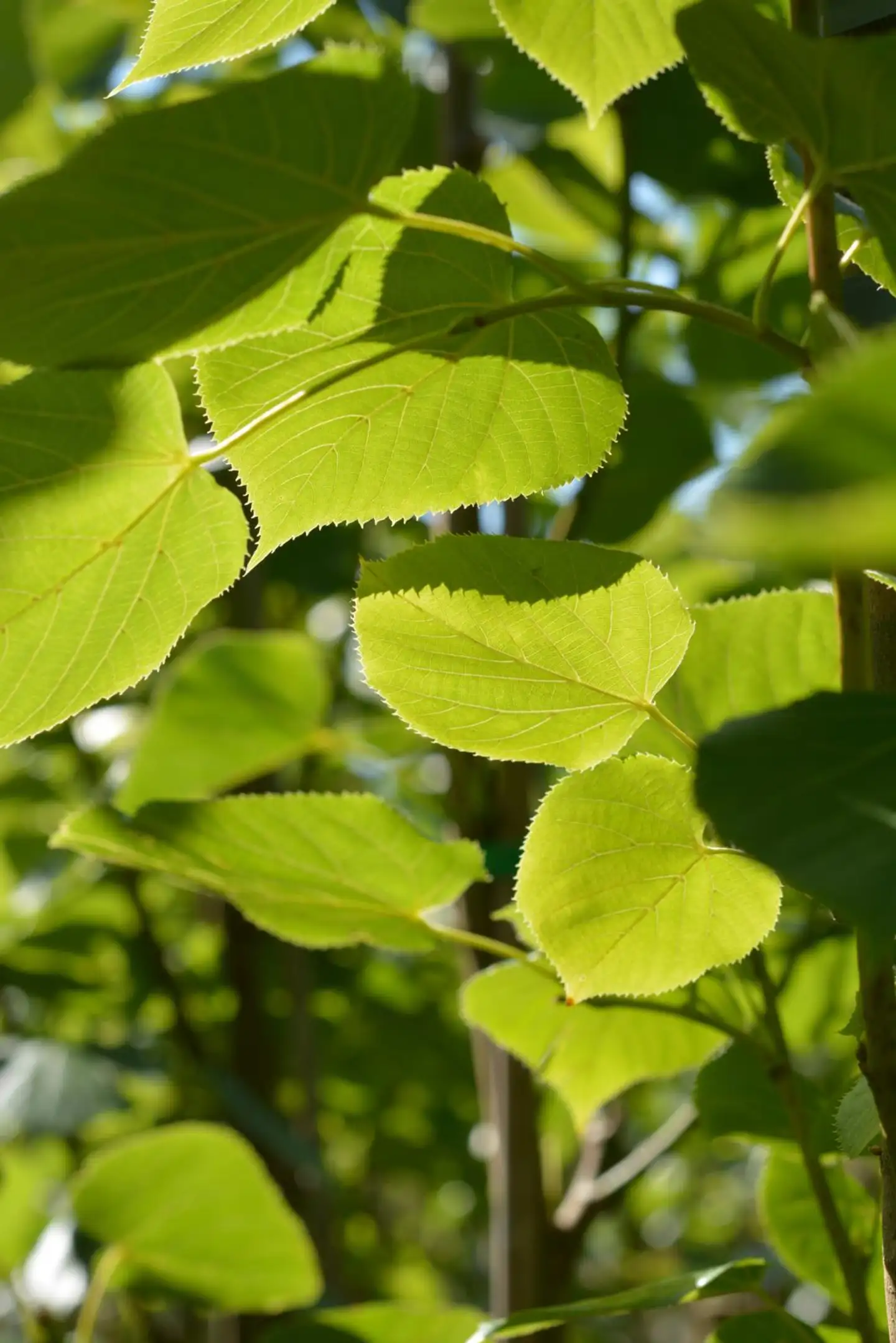 Kriminlehmus 150-250 cm astiataimi Tilia x euchlora