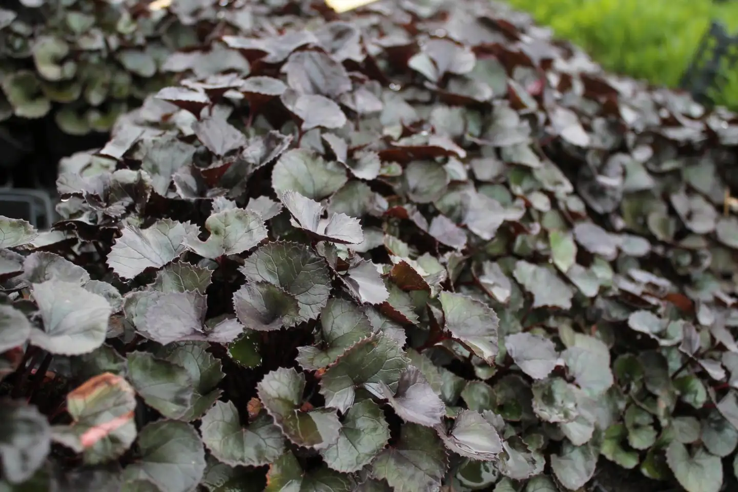 Kallionauhus 'Pandora' Ligularia 'Pandora'