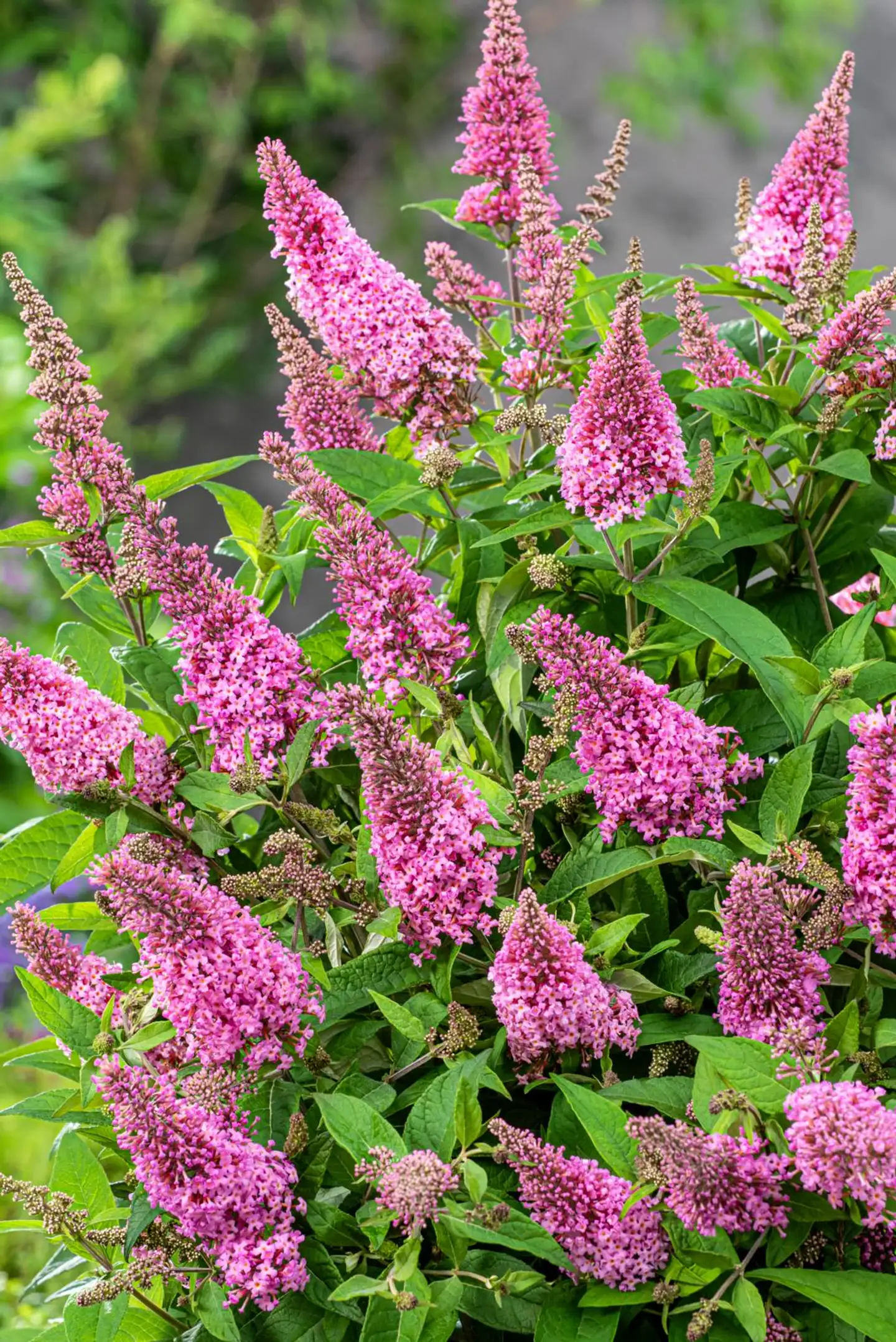 Syyssyrikka Butterfly Candy 'Little Pink' 2 l astiataimi Buddleja davidii Butterfly Candy 'Little Pink' - 1