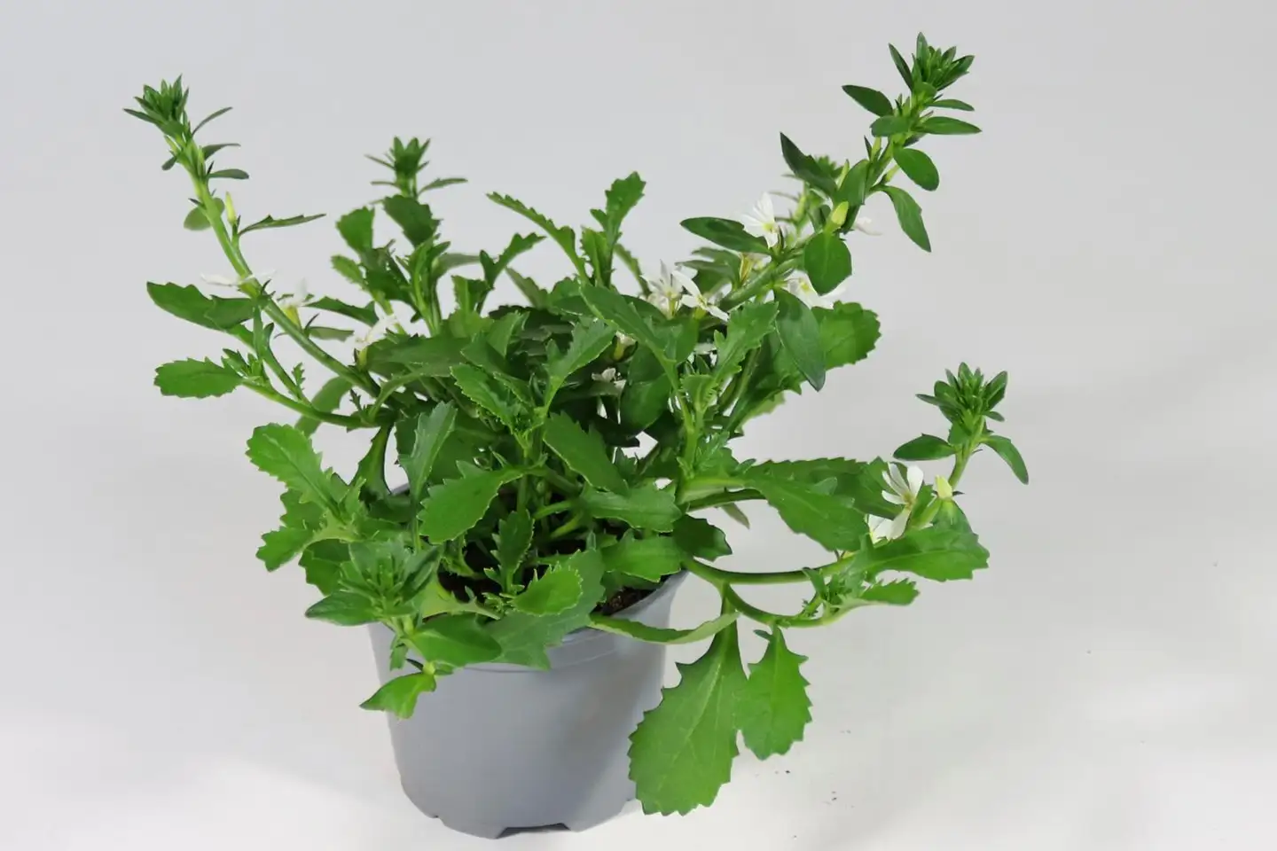 Siniviuhka 12 cm ruukussa - 1