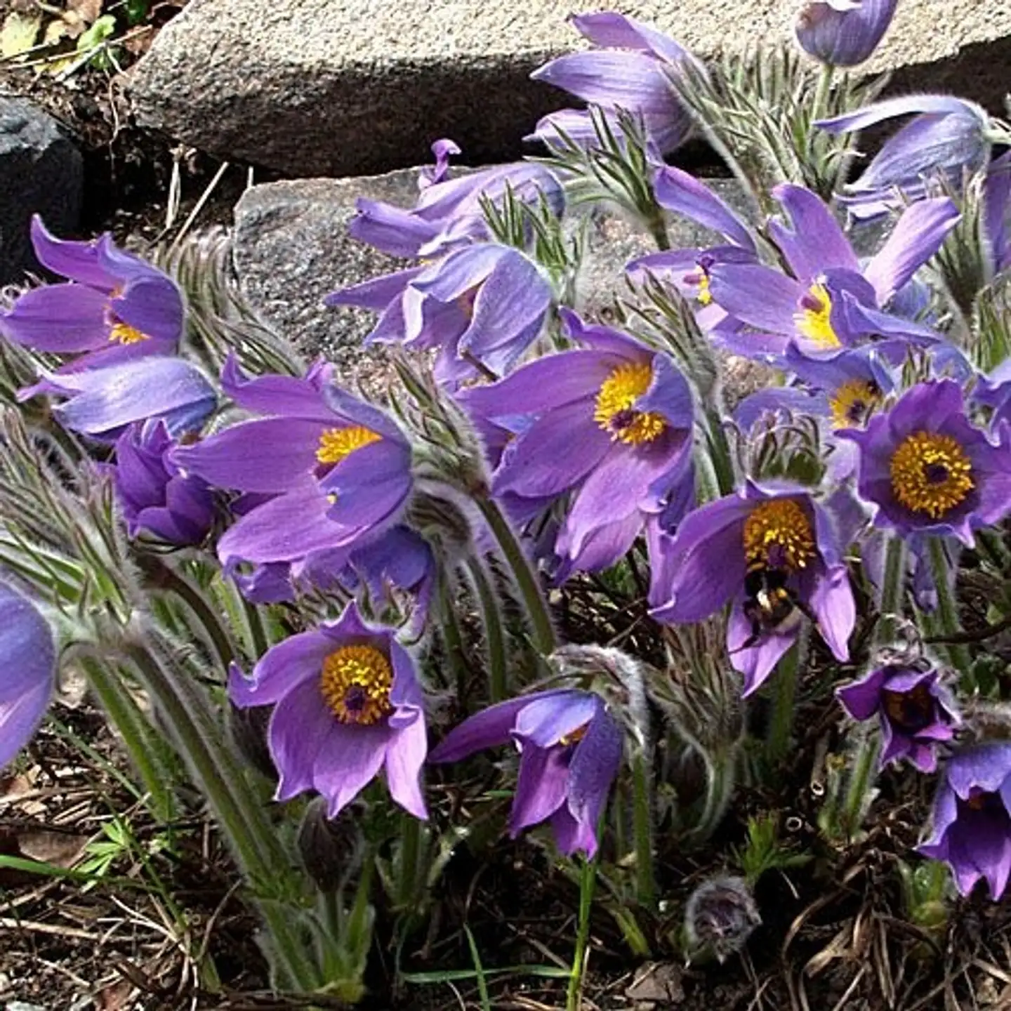 Tarhakylmänkukka Pulsatilla vulgaris