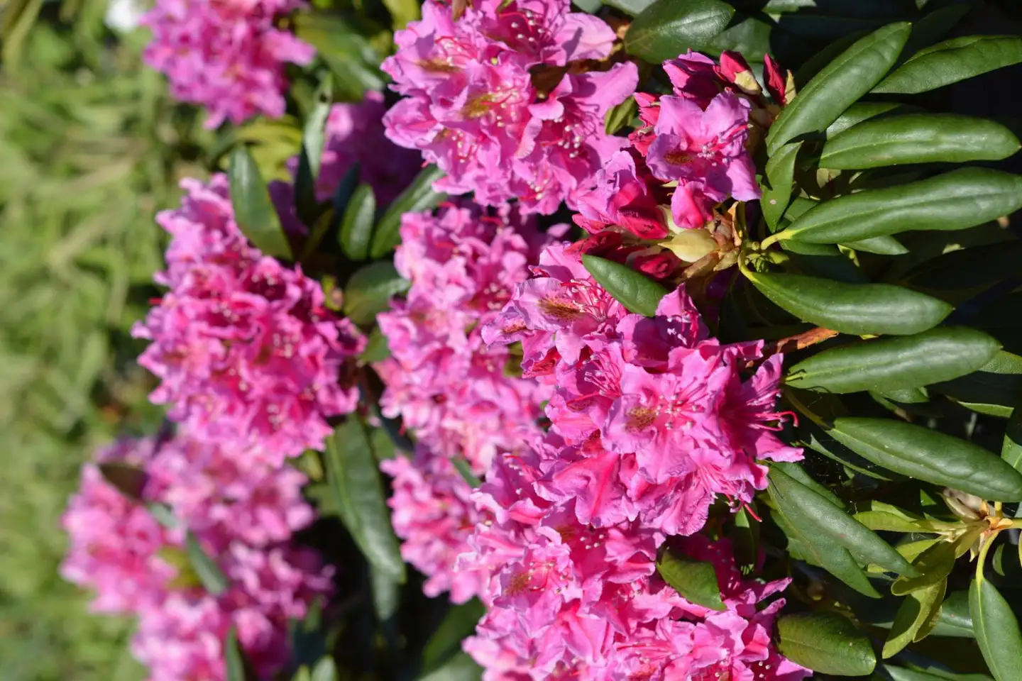 Puistoalppiruusu ’Eino’ FinE (Finnish Elite) 25–40 cm 4 l astiataimi Rhododendron'Eino' Catawbiense -Ryhmä