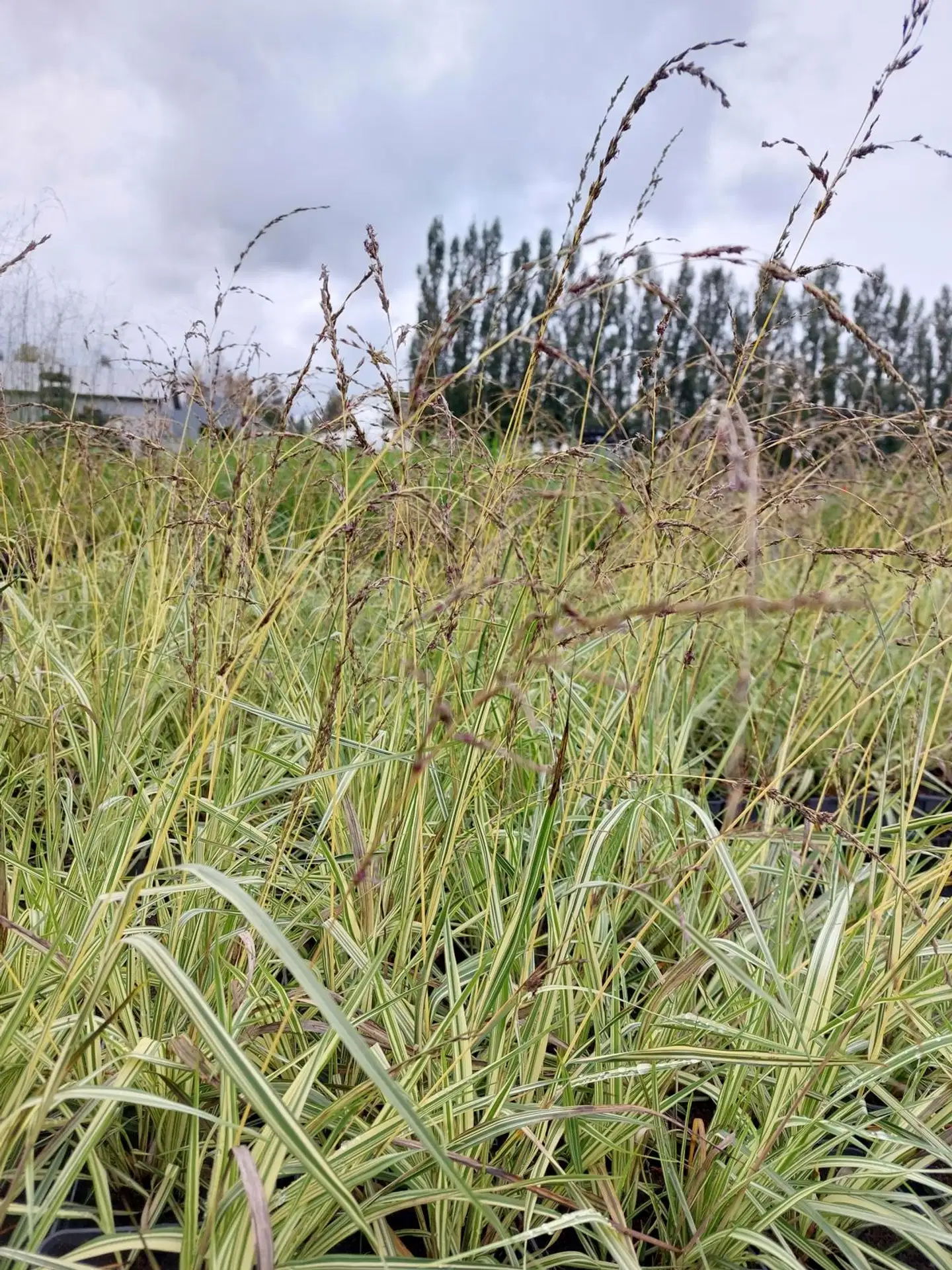 Satakunnan Taimitukku Kirjosiniheinä Molinia caerule 'Variegata'