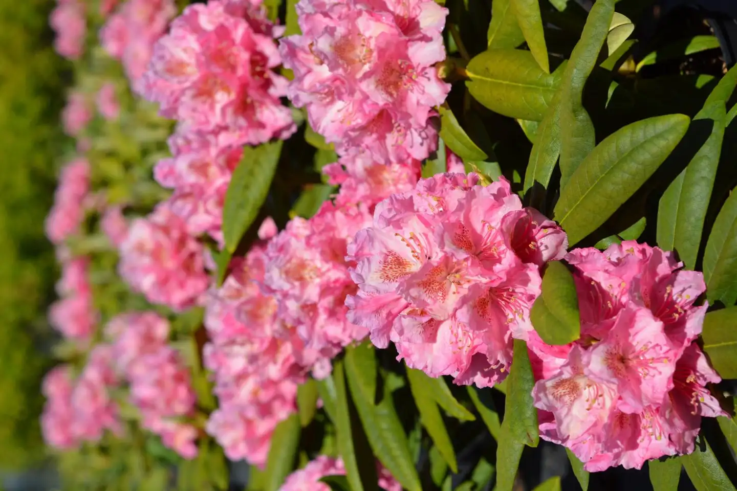 Alppiruusu ’Kristiina’ FinE (Finnish Elite) 25–40 cm 4 l astiataimi Rhododendron 'Kristiina'