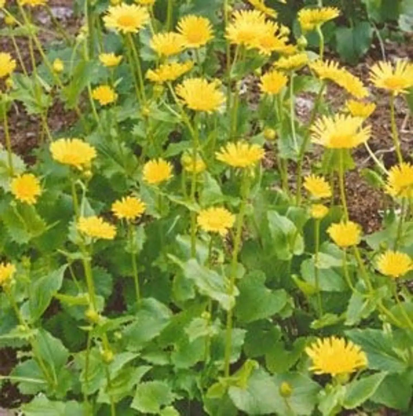 Kevätvuohenjuuri 'Little Leo' Doronicum orientale