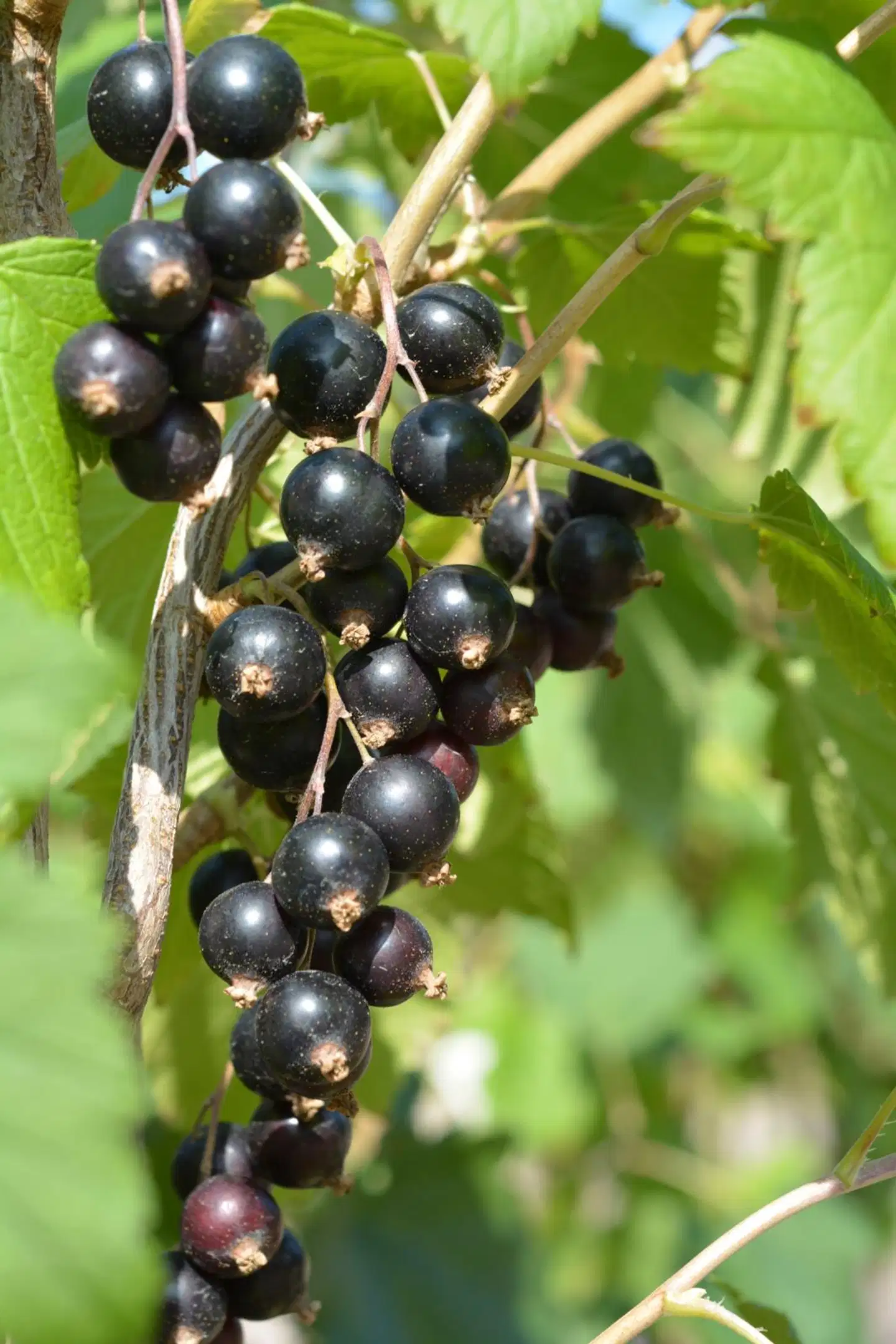 Tahvoset Marski mustaherukka rungollinen FinE astiataimi - 2