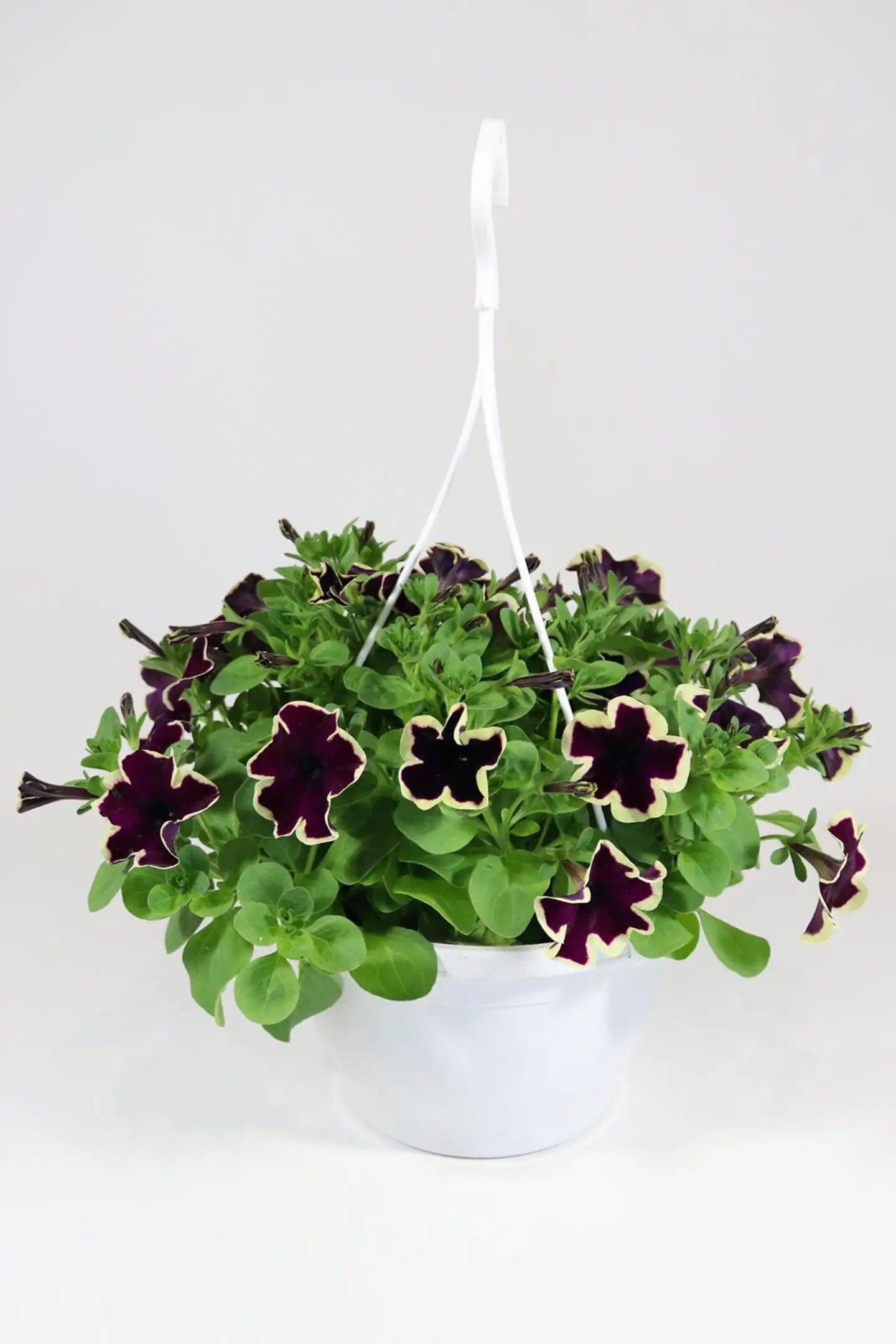 Erikoispetunia-amppeli 23 cm - 2