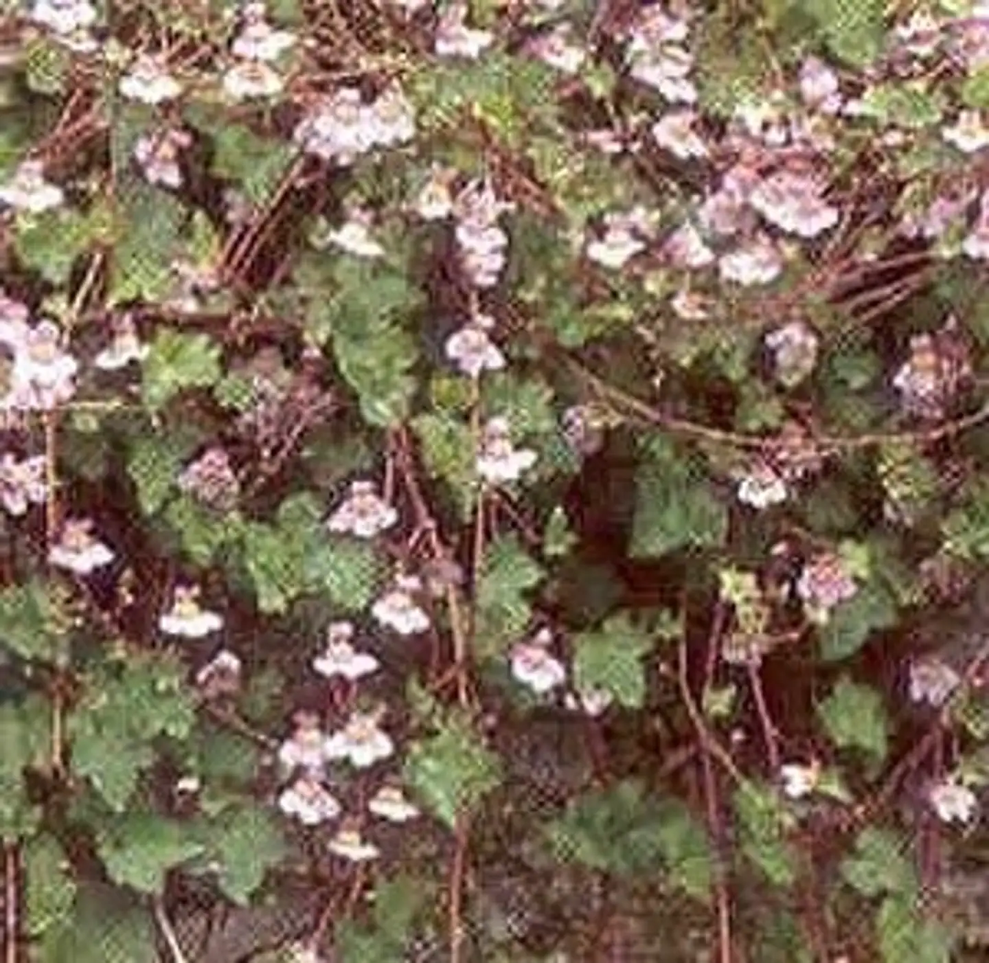 Rauniokilkka Cymbalaria muralis