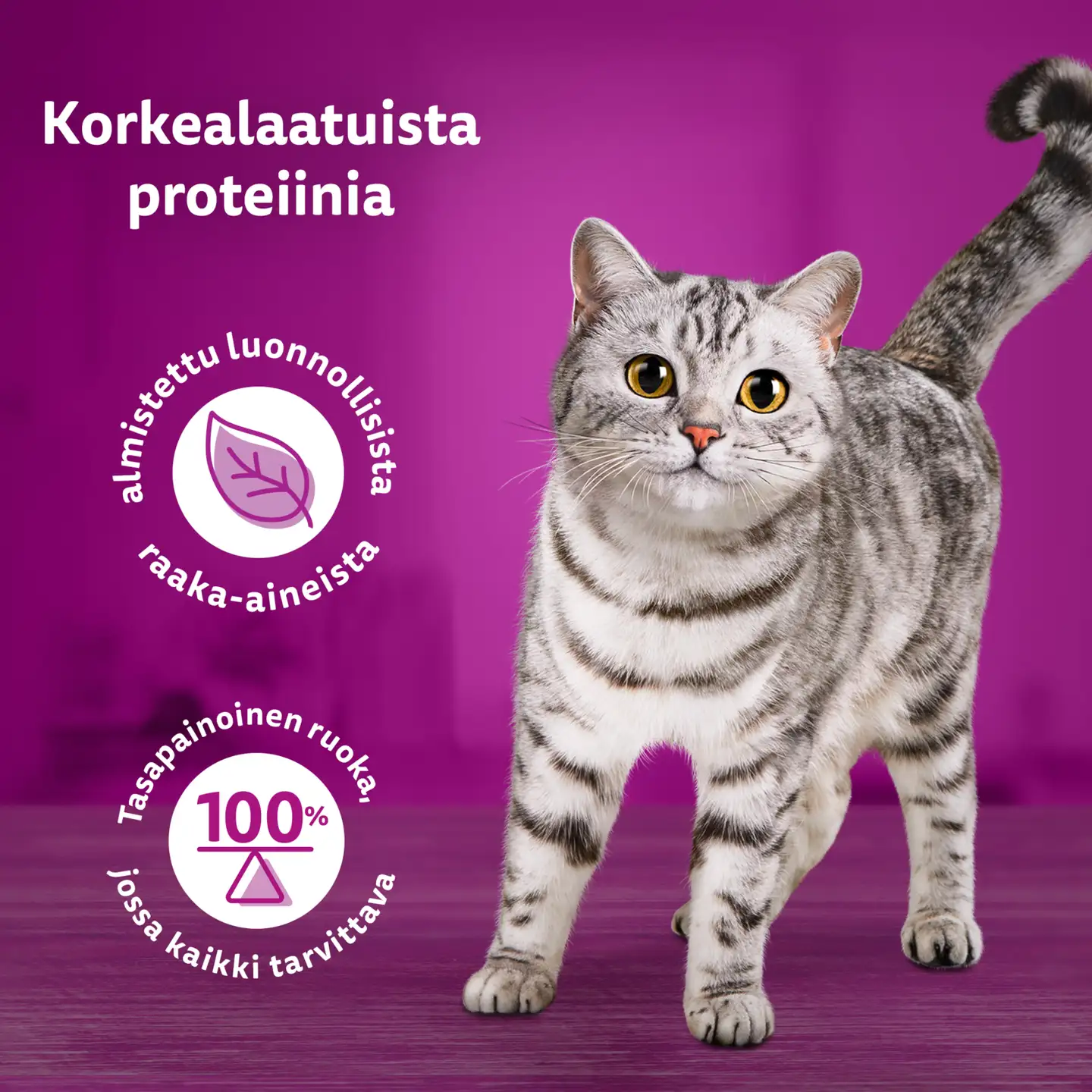 Whiskas 1+ Pure Delight meheviä suikaleita hyytelössä (12 x 85 g) - 5