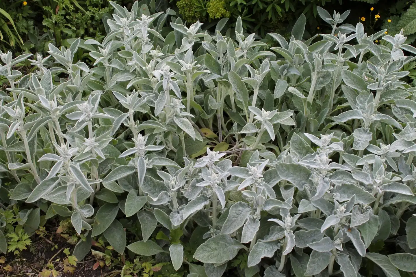 Nukkapähkämö Stachys byzantina