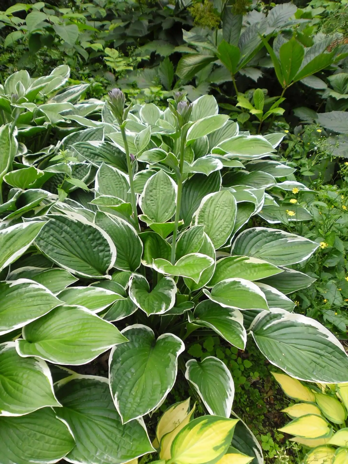 Komeakuunlilja 'Francee' Hosta fortunei-ryhmä