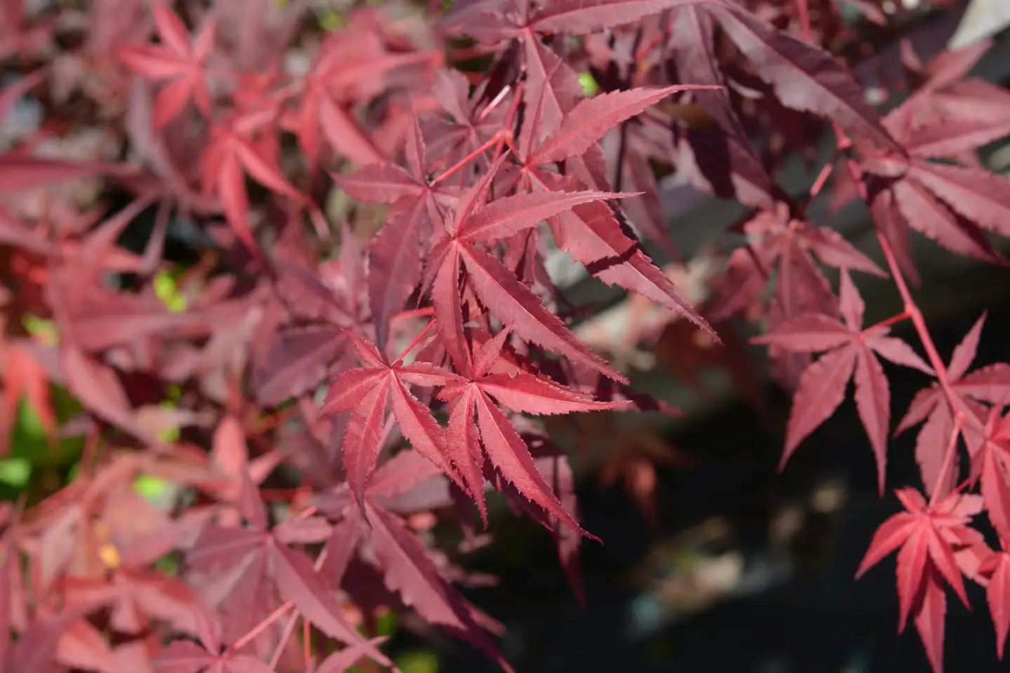 Verijapaninvaahtera ’Atropurpureum’ 40-50 cm astiataimi