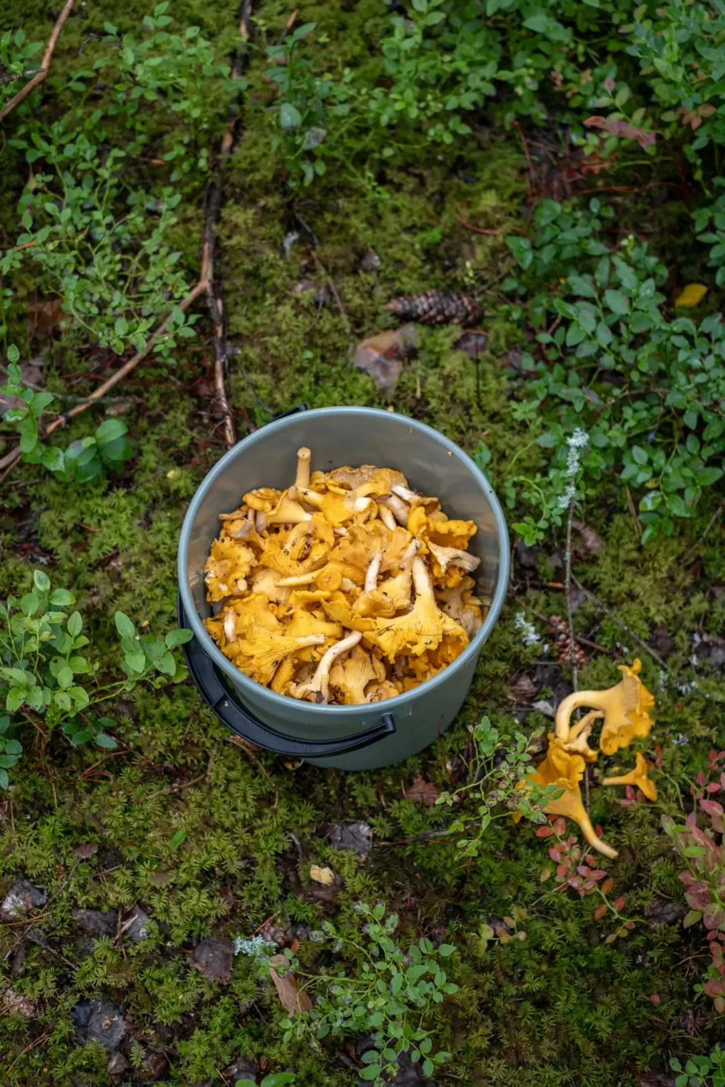 Orthex sanko 10 L - 11