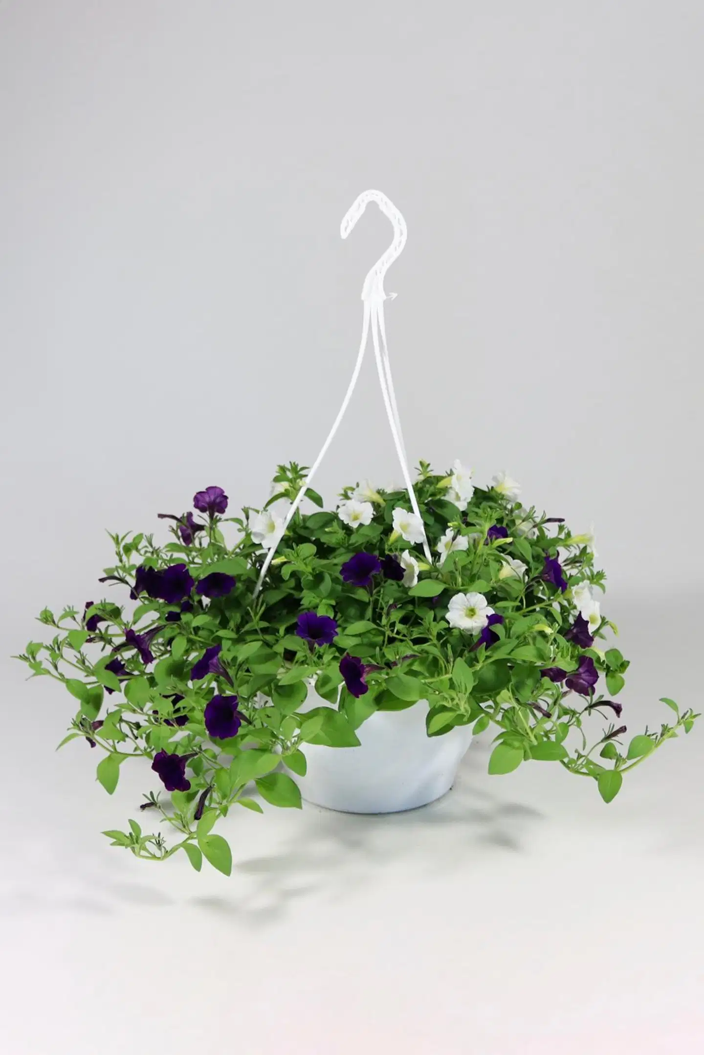 Twin mix amppeli 23 cm - 2
