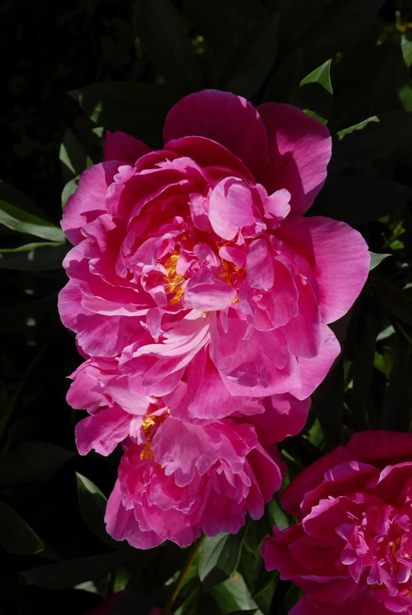 Kiinanpioni 'Kansas' Paeonia lactiflora