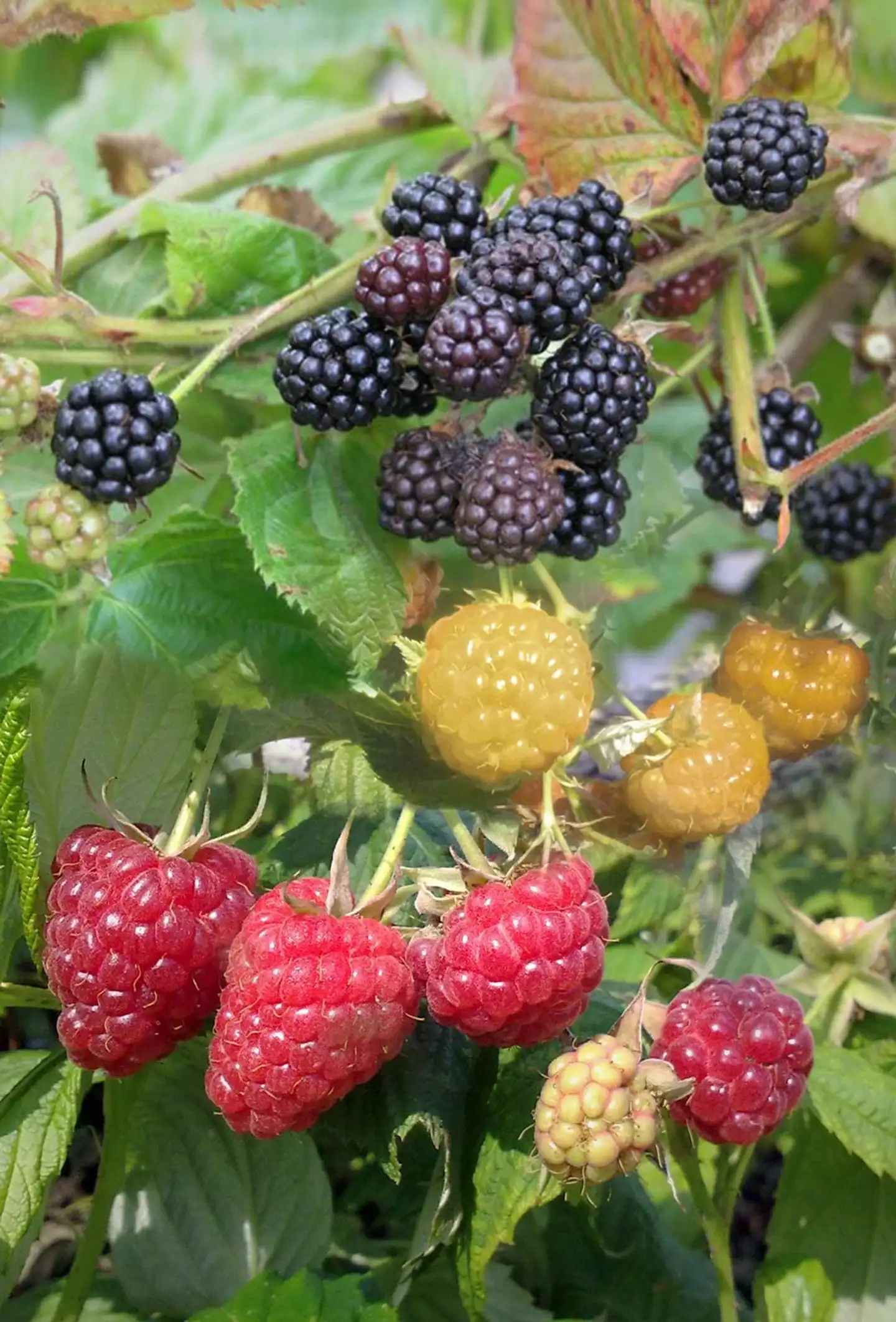 Perhevadelma 4 l astiataimi Rubus 'Perhevadelma'