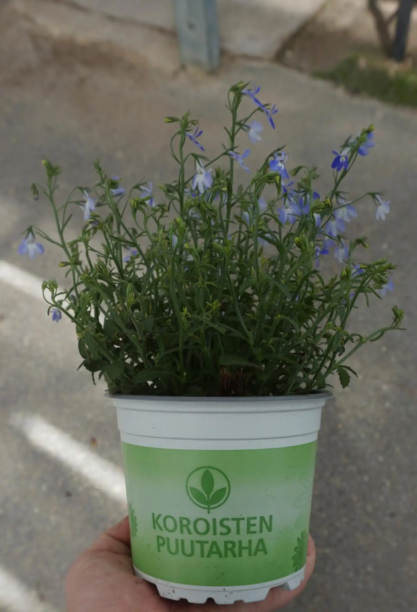 Lobelia 12 cm - 2