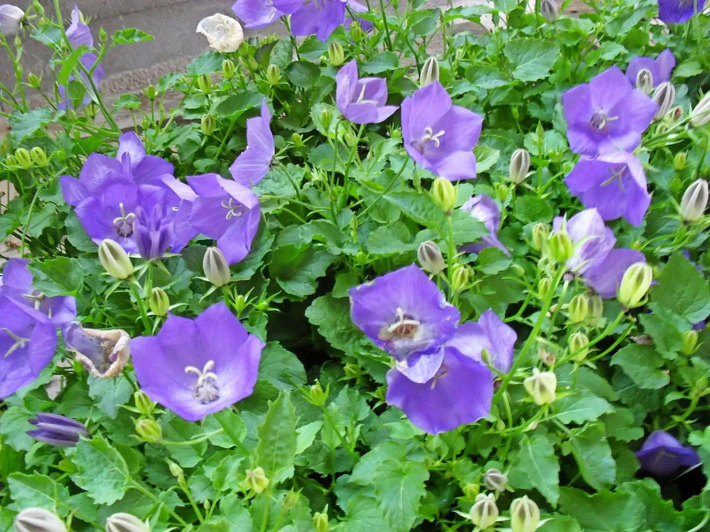 Karpaattienkello 'Blaue Clips' Campanula carpatica