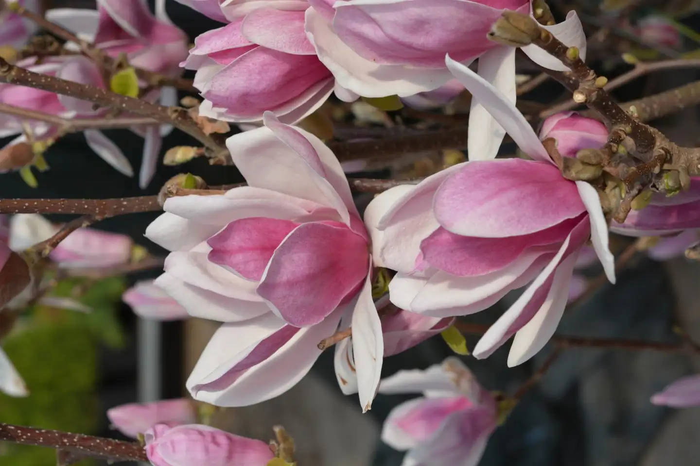 Magnolia ’Satisfaction’ 40-60 cm 3 l astiataimi