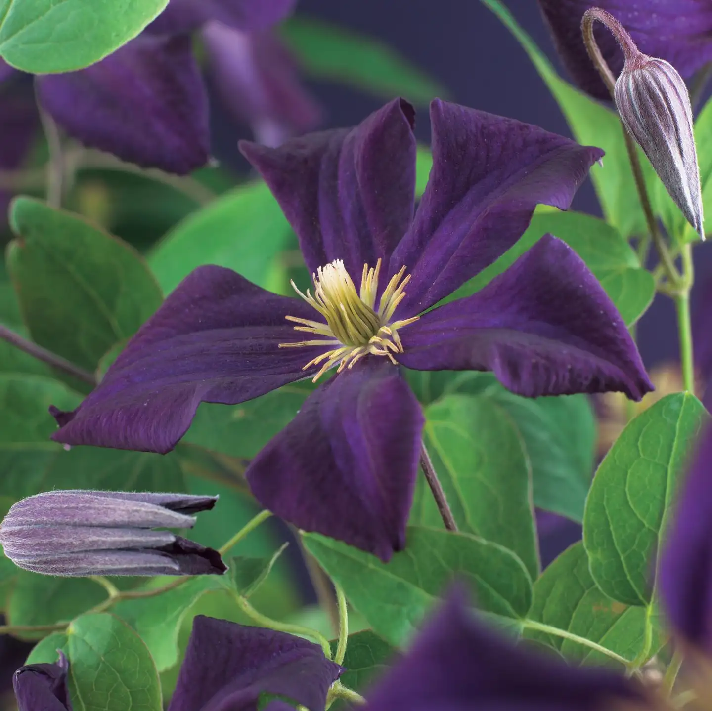 Loistokärhö 'Romantika' Clematis 'Romantika', ruukku 14cm