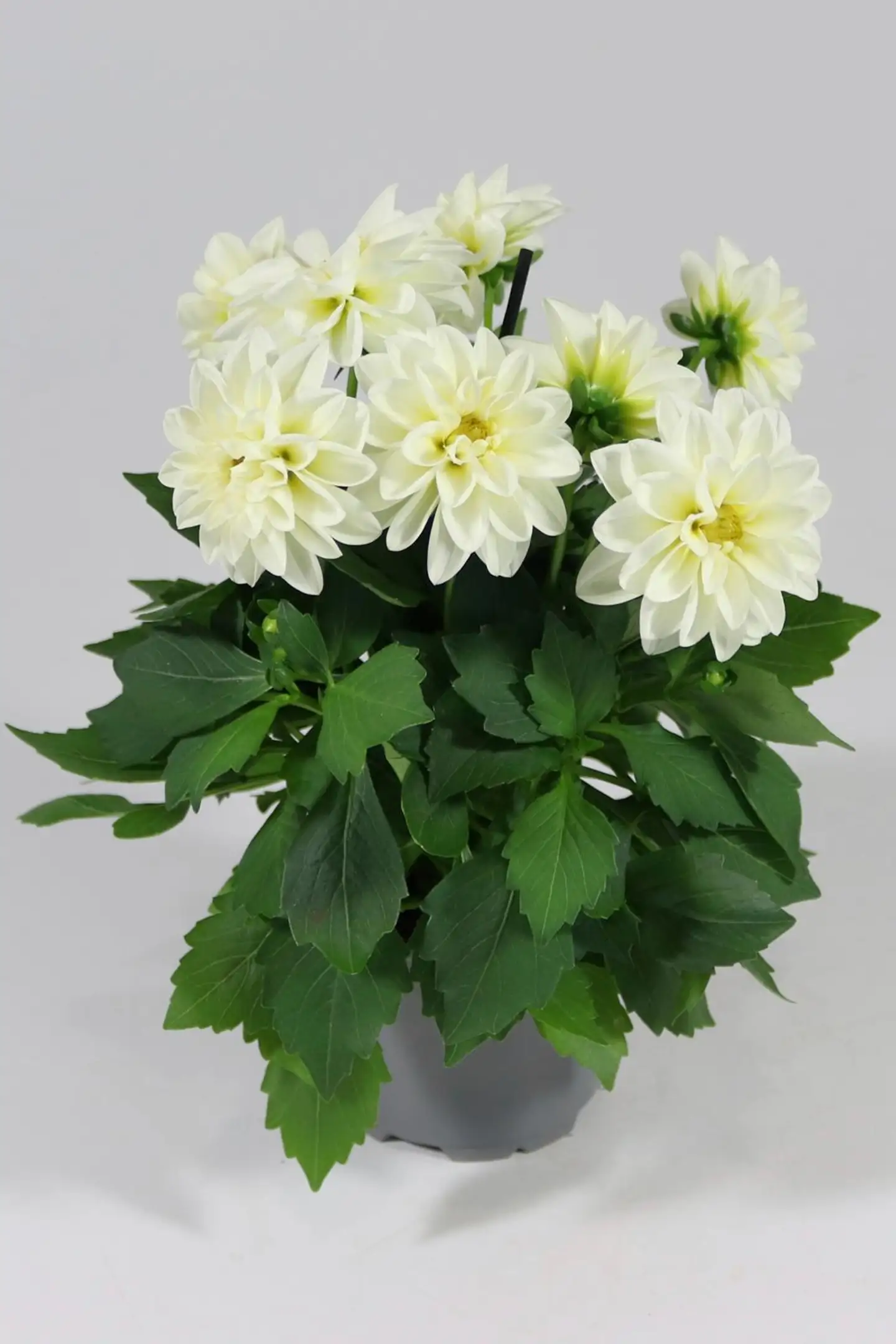Daalia 'Labella Media´ 12 cm ruukussa - 2