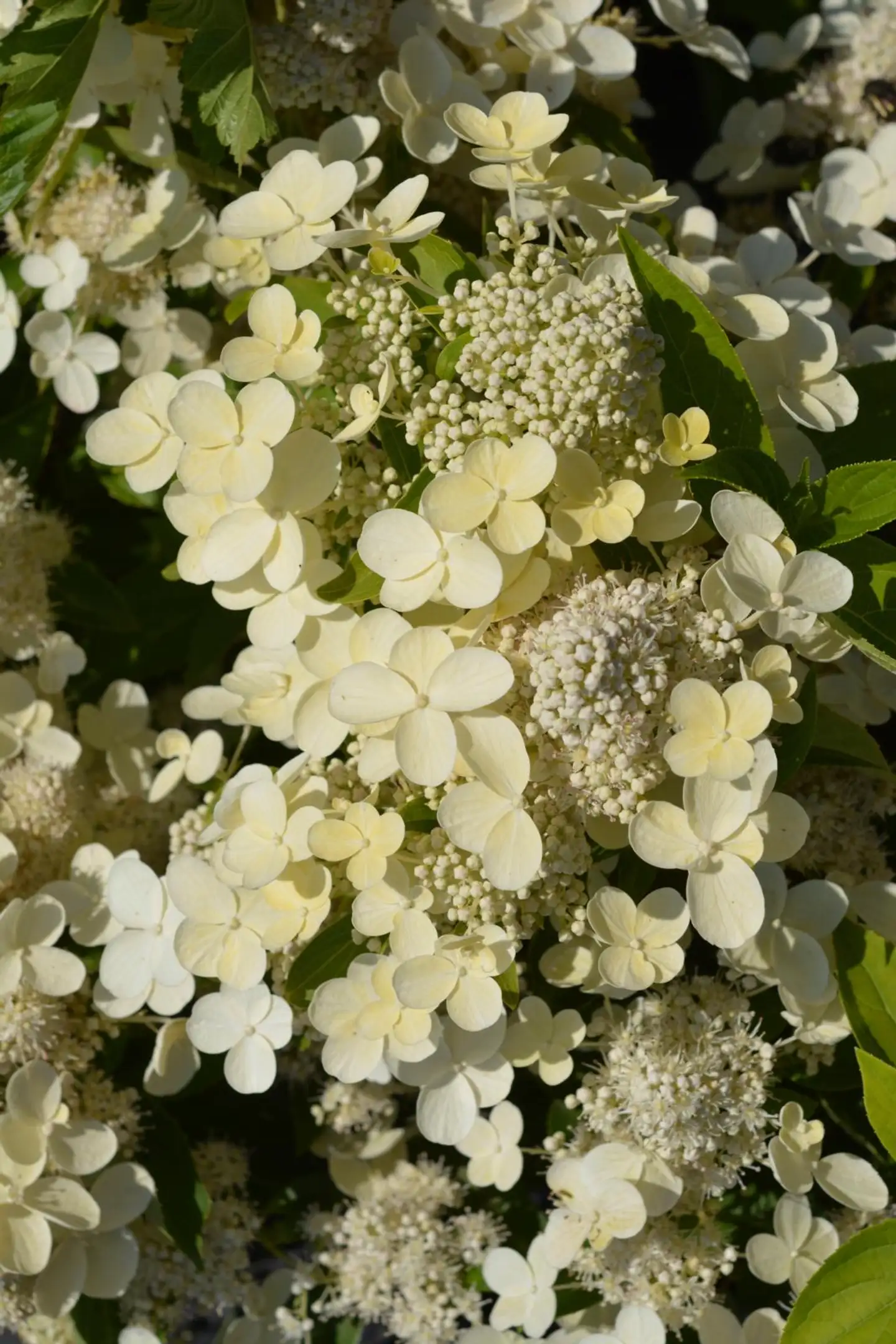 Syyshortensia Prim White 'Dolprim' 3 l astiataimi Hydrangea paniculata Prim White 'Dolprim'