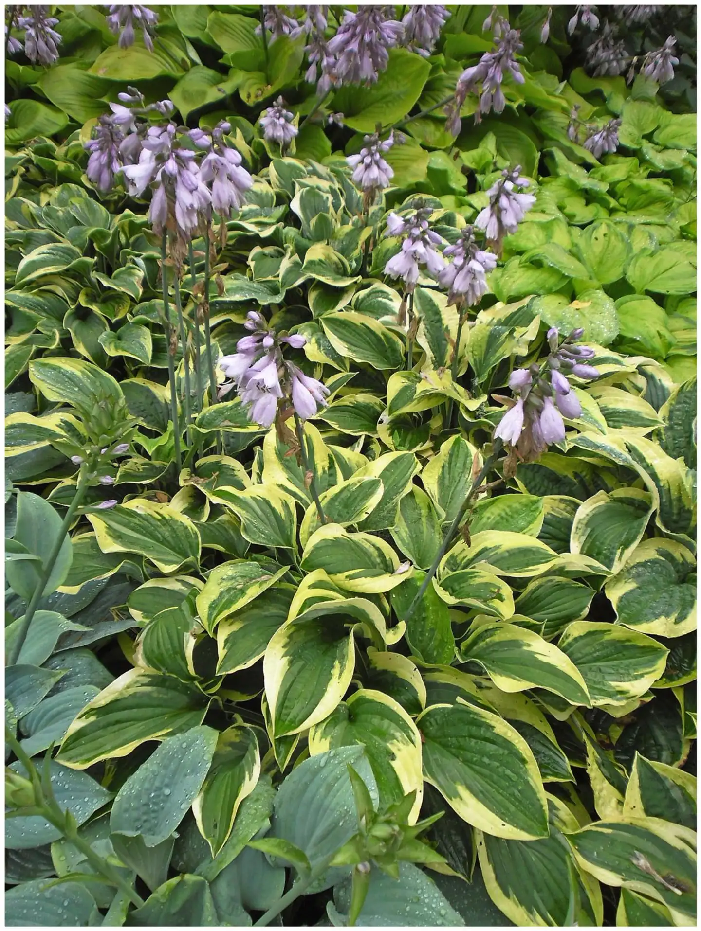 Jalokuunlilja 'Pilgrim' Hosta