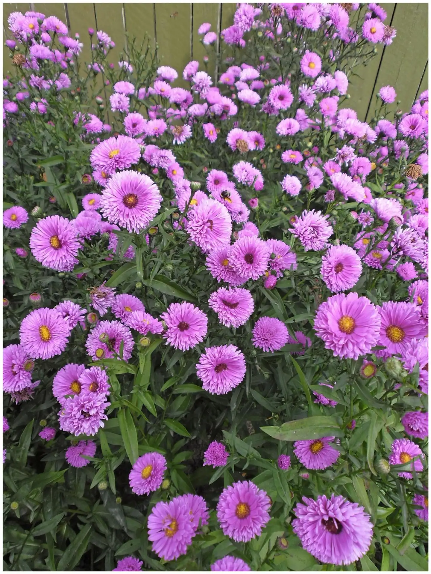 Syysasteri 'Patricia Ballard' Aster novi-belgii