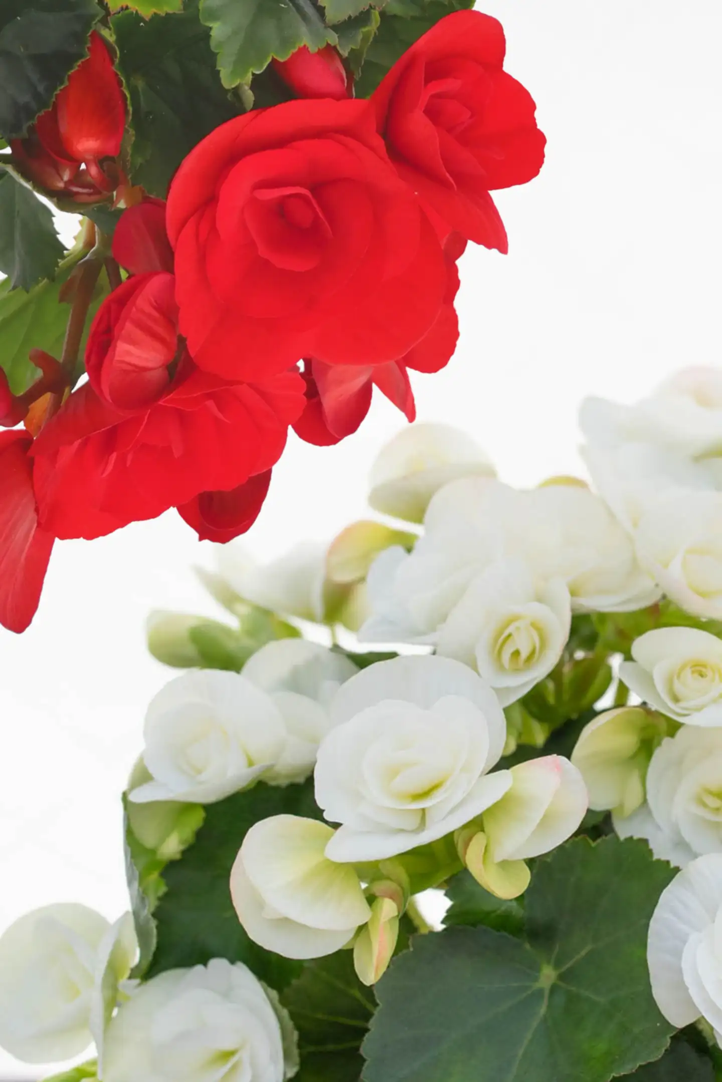 Ruusubegonia 12 cm ruukussa - 4
