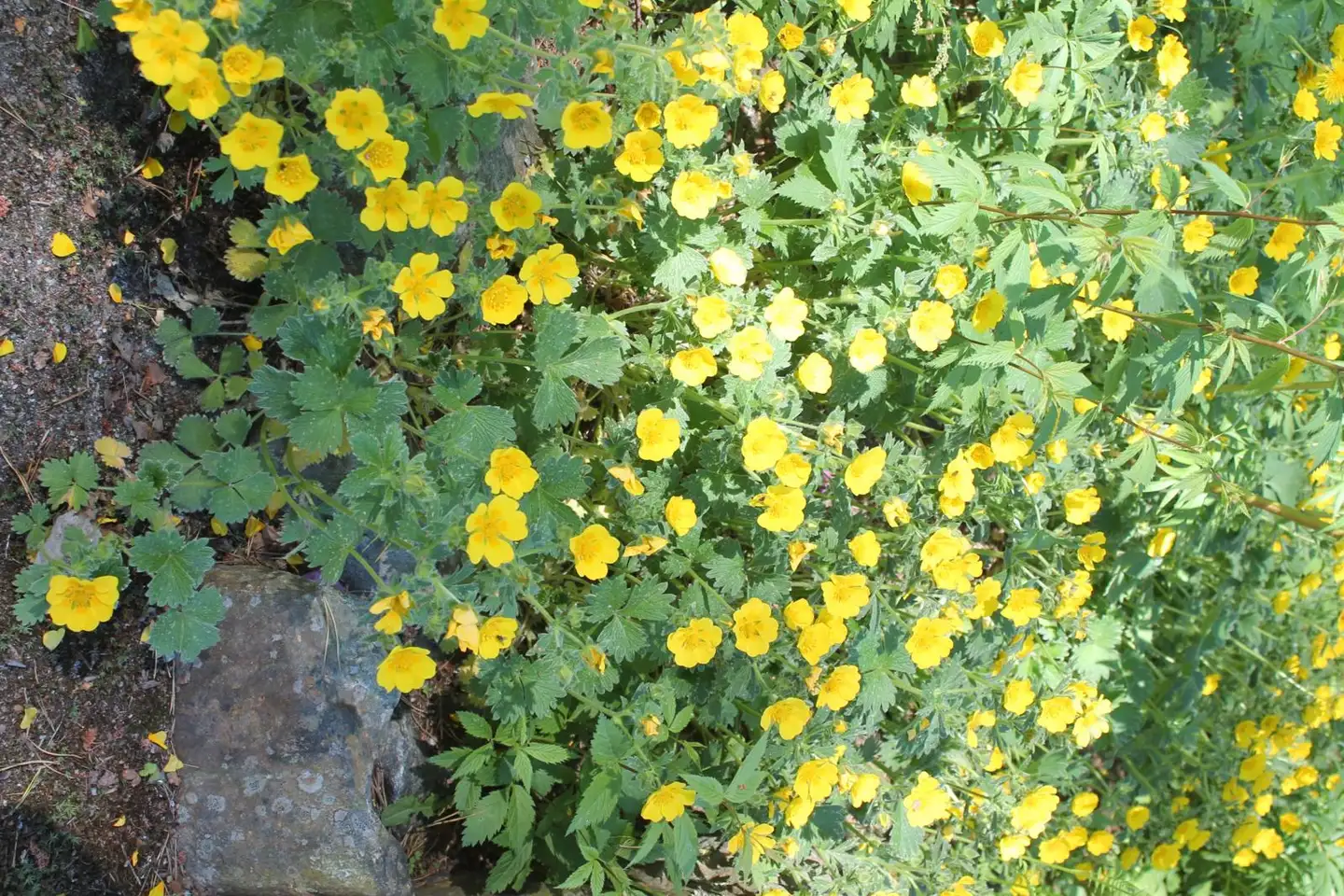 Japaninhanhikki Potentilla megalantha