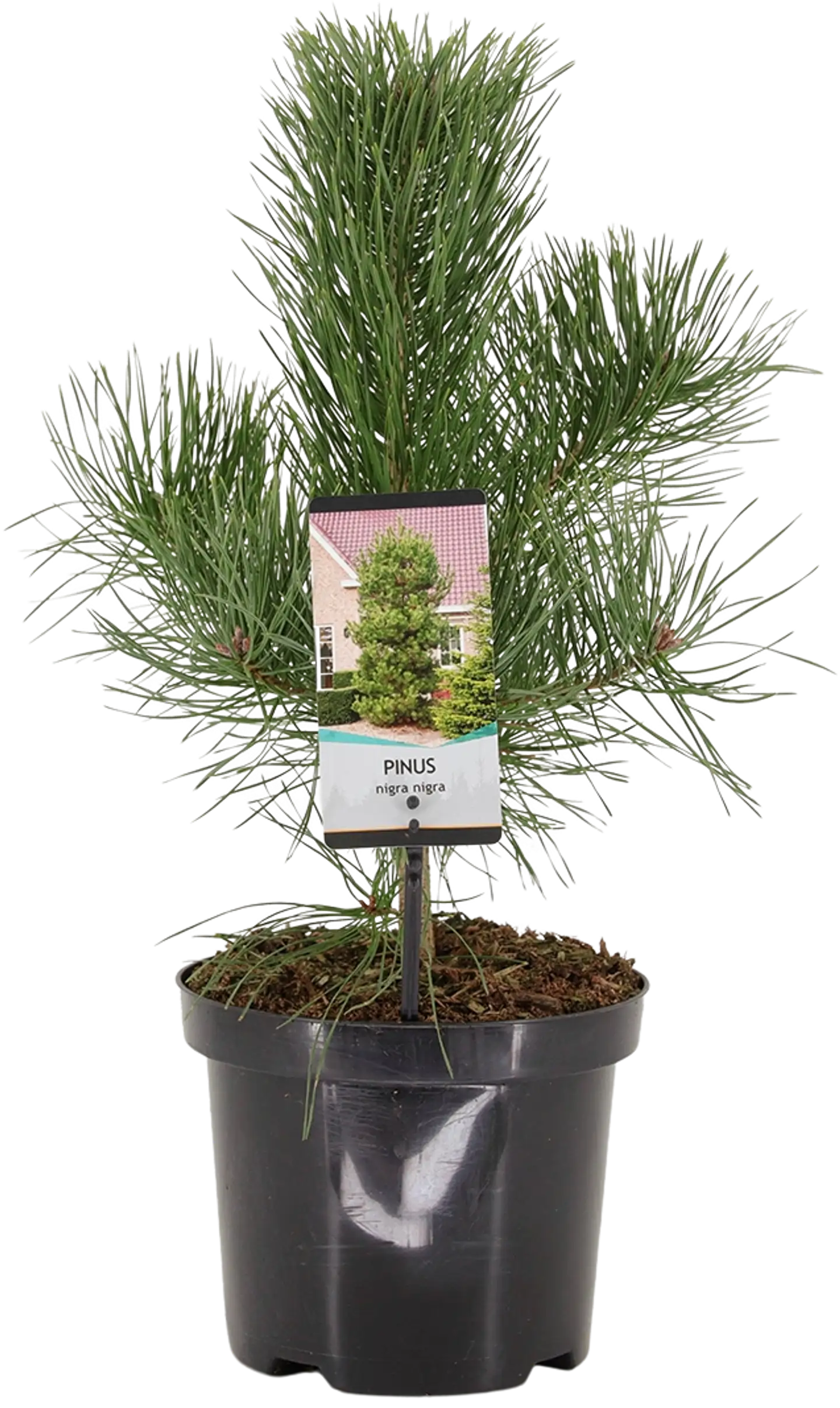 Euroopanmustamänty 40-50 cm astiataimi 3 l ruukku Pinus nigra nigra